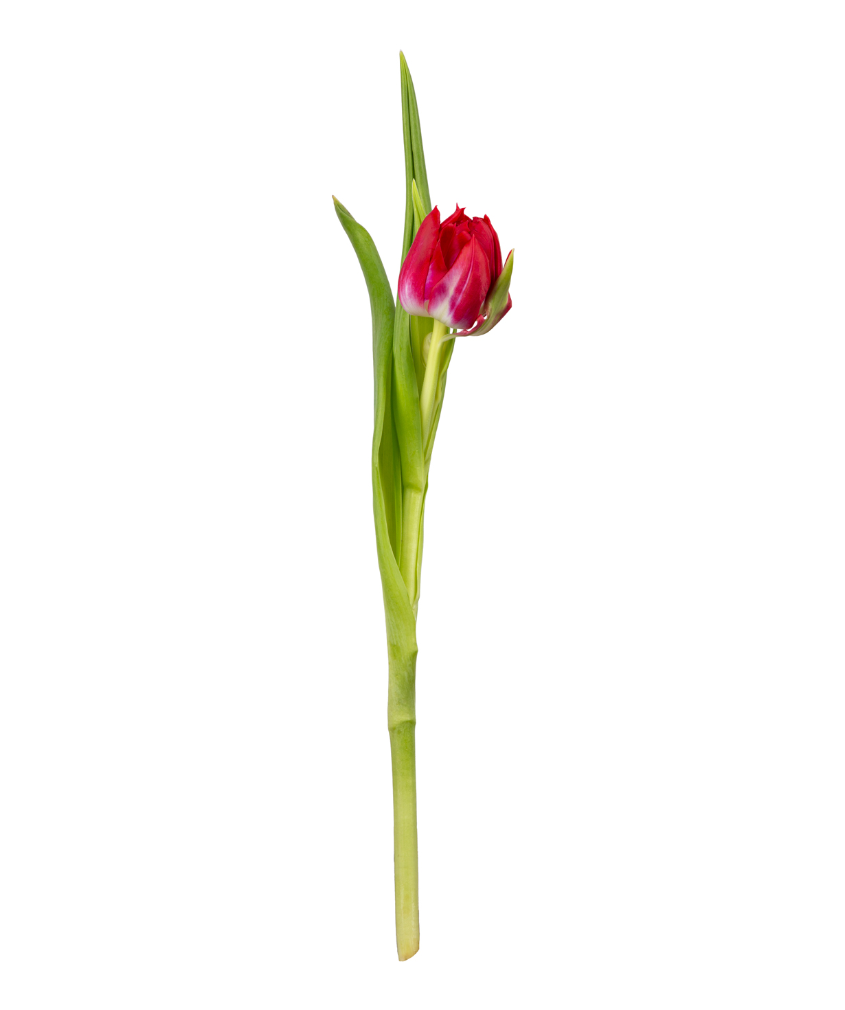 Tulip «Mon Amie» pink, 1 pc №3