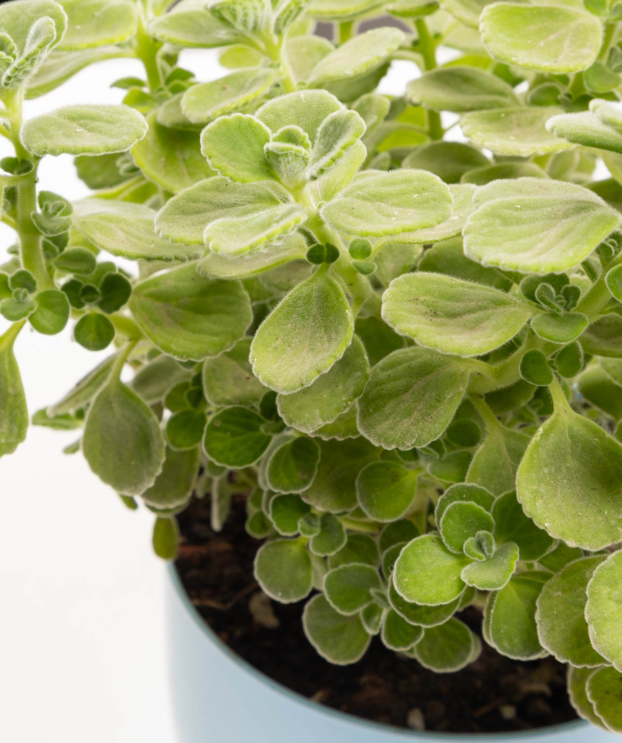 Растение «Eco Garden» Плектрантус №61