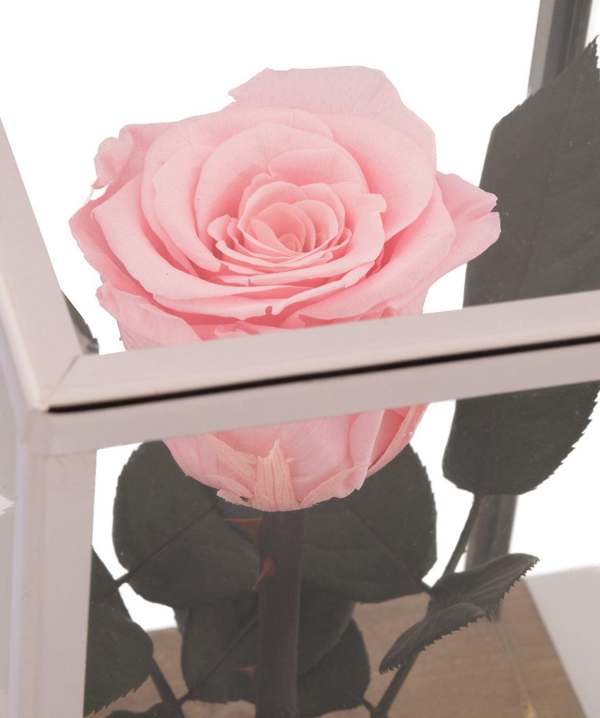 Роза `EM Flowers` вечная розоавая 18 см в колбе