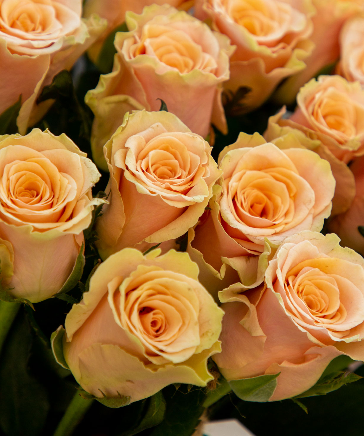 Розы `Primavera` персиковые 15 шт
