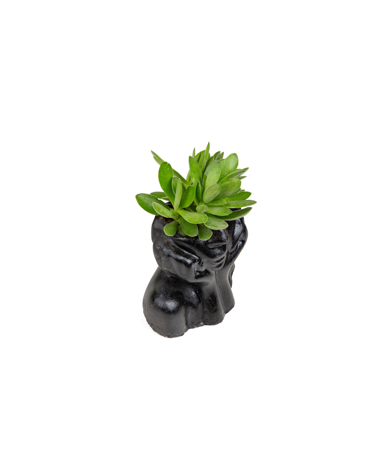 Plant «Eco Garden» Succulent №46