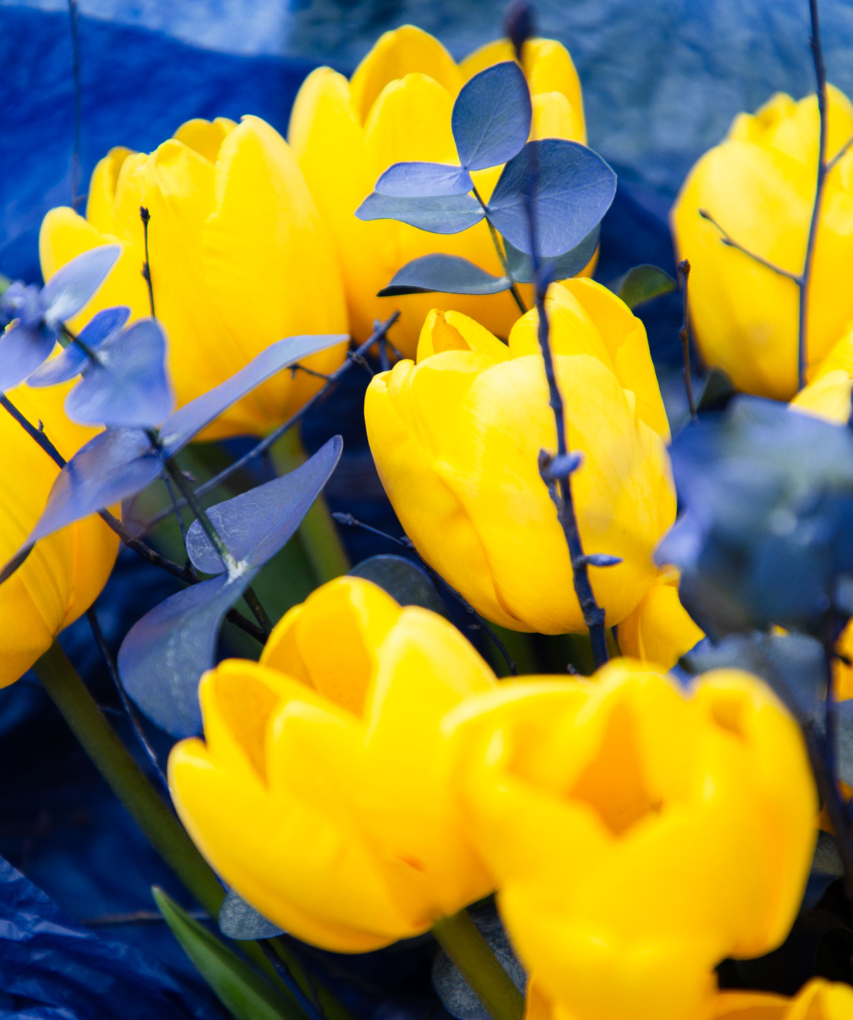 Bouquet «Afantou» with tulips