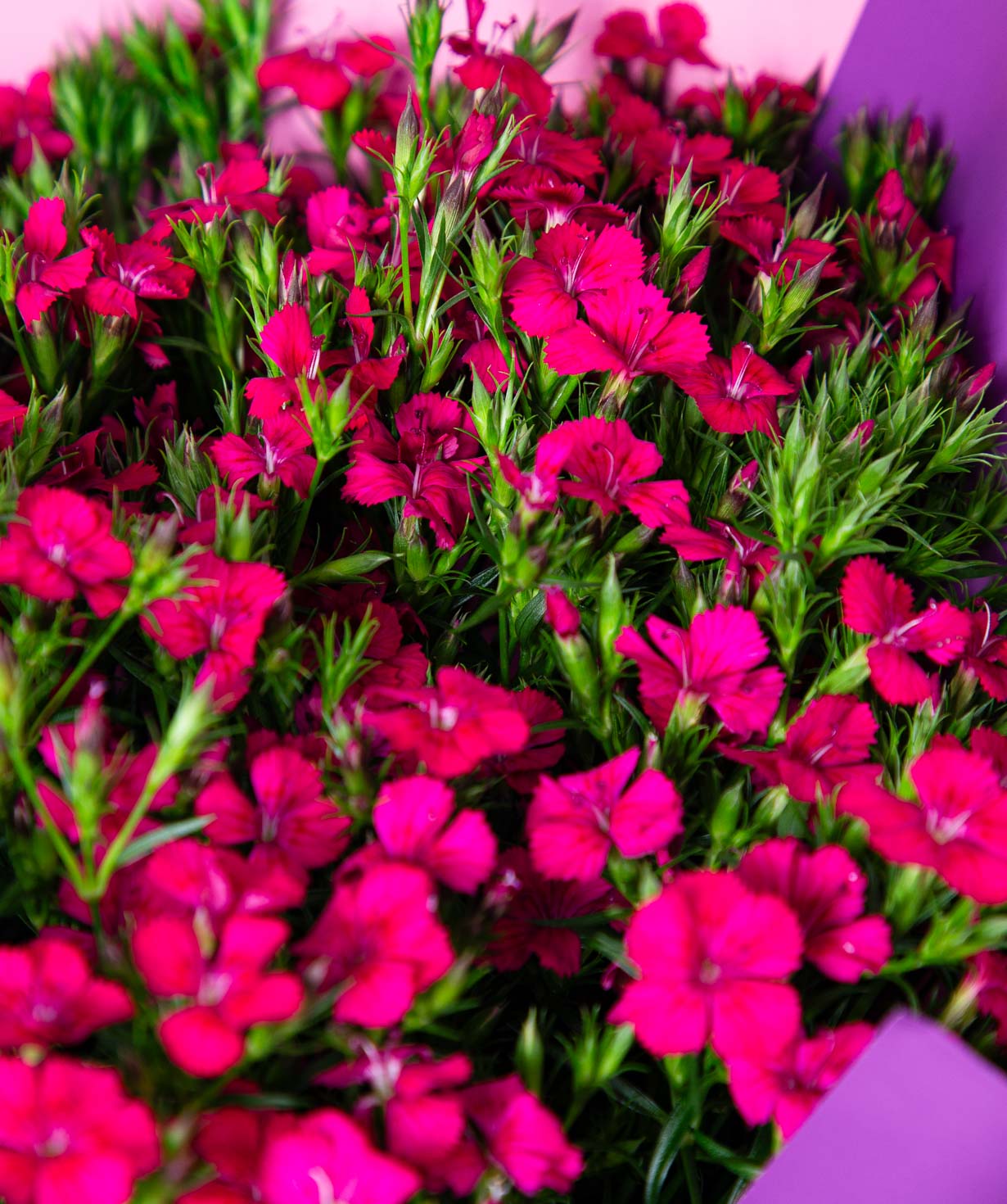 Bouquet «Farsi» with field dianthus