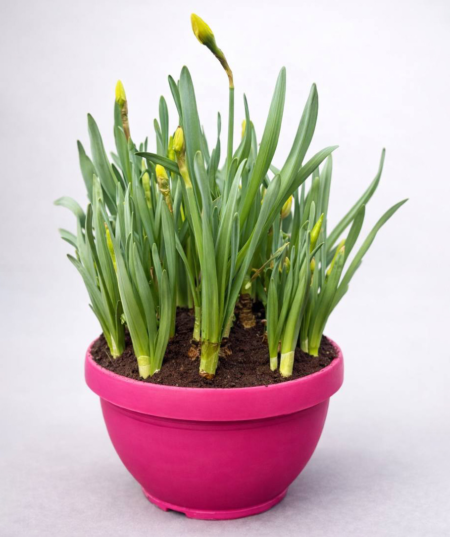 Растение «O2 Gardens» Tulipa, Narcissus, LIPARI0020-100 / LIPARI21,5 CM 3 LT