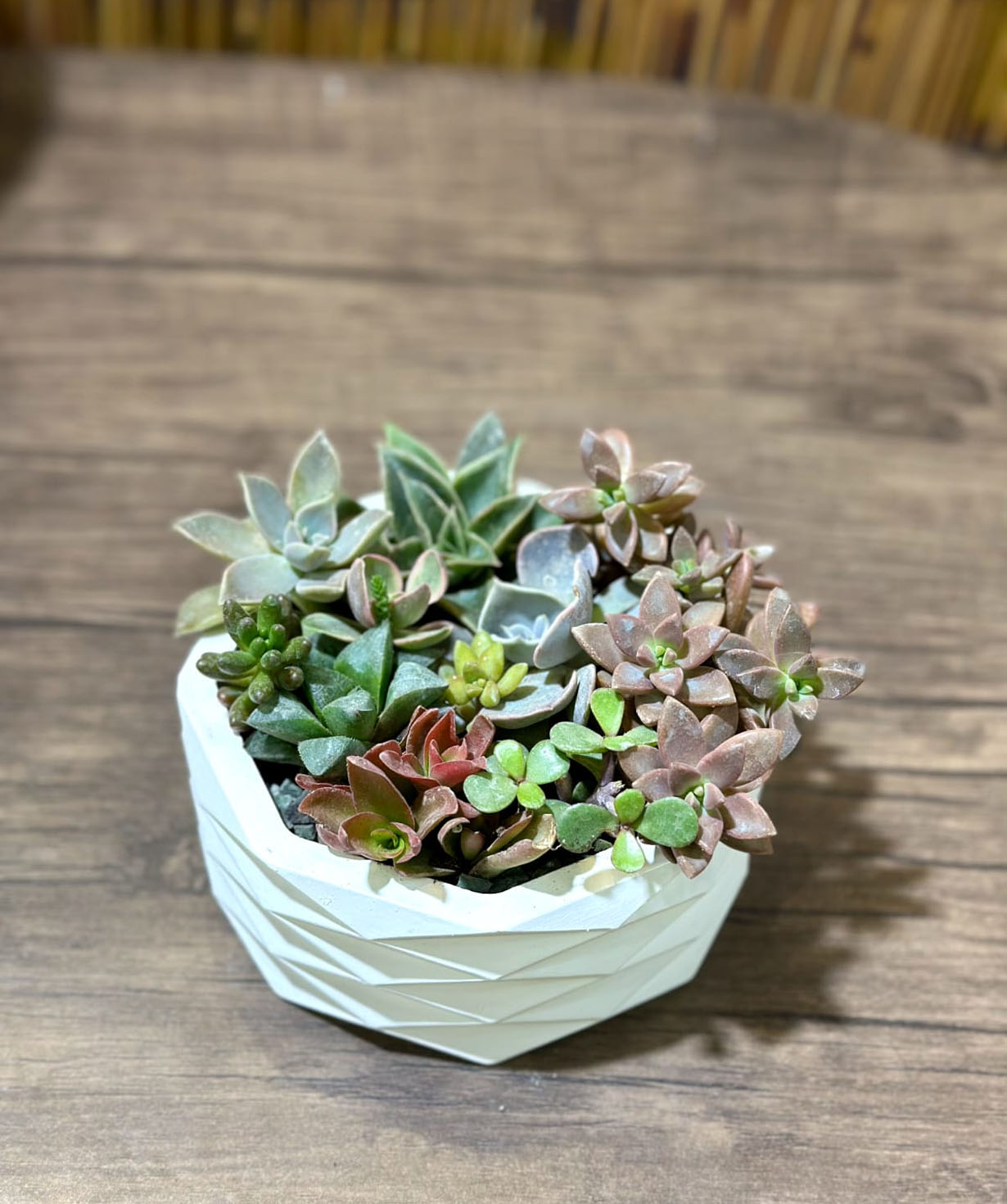 Растение «Greenarium» №50