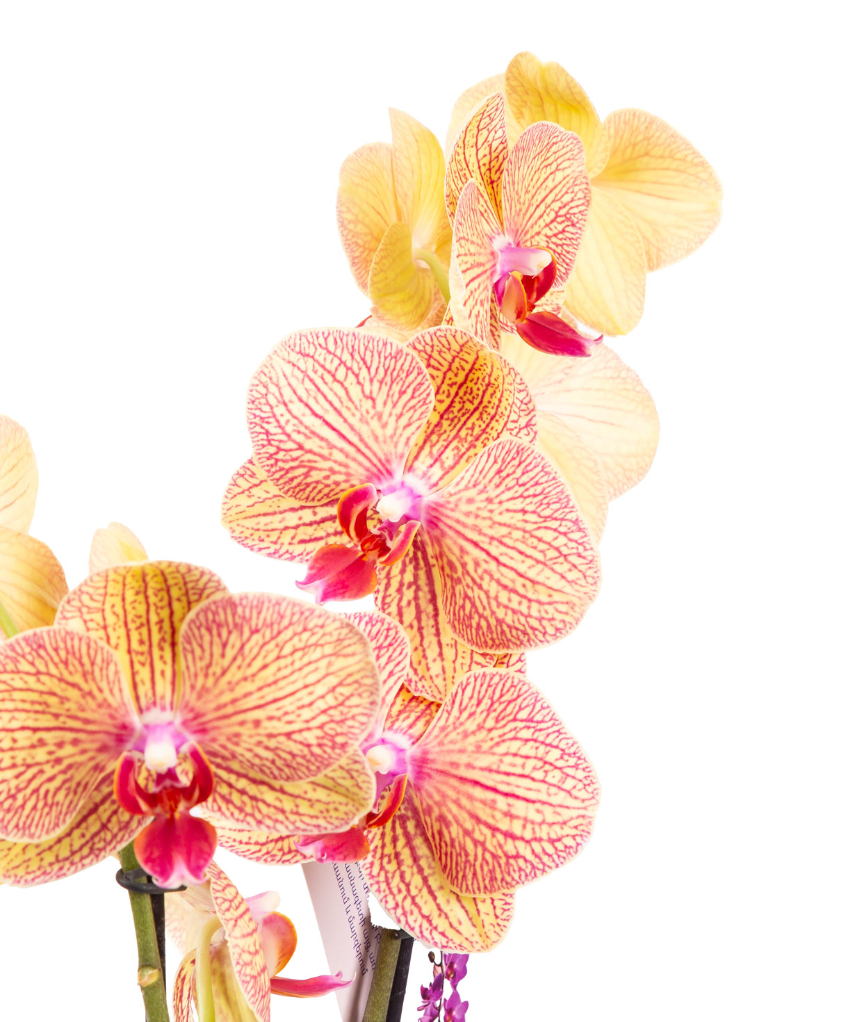 Растение «Orchid Gallery» Орхидея №33