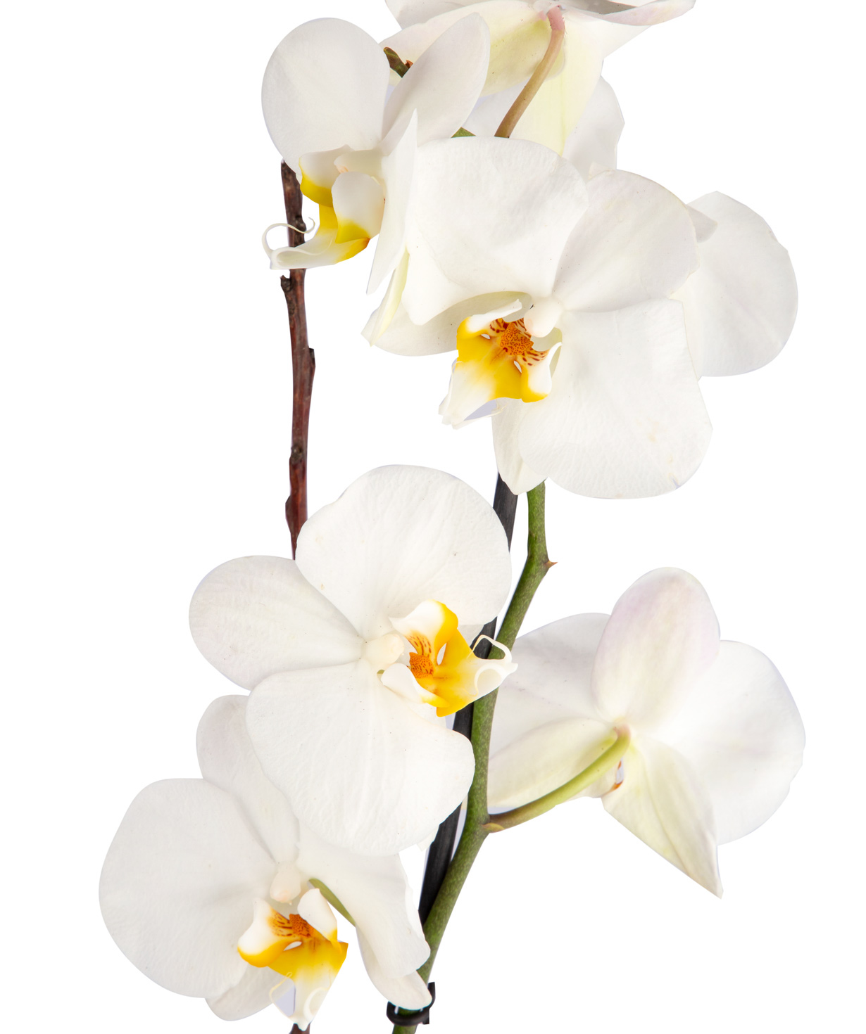 Растение `Orchid Gallery` Орхидея  №4