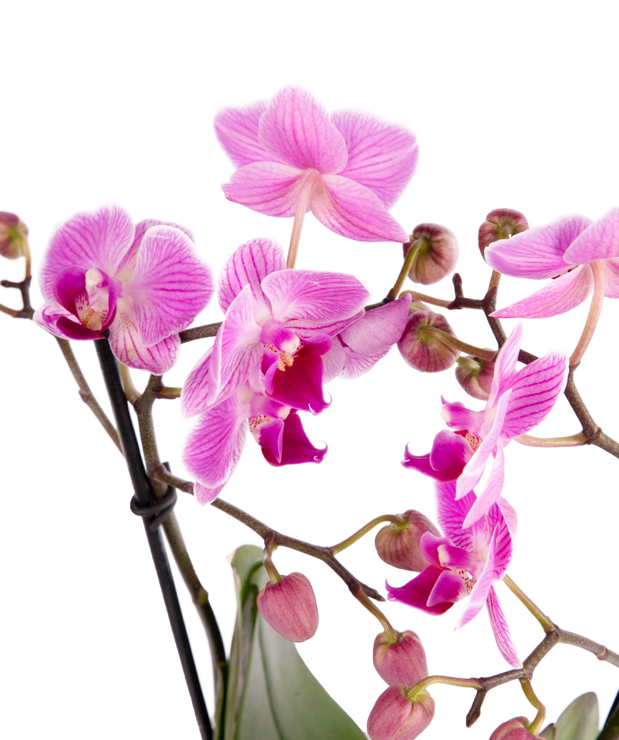 Orchid ''Orchid Gallery''