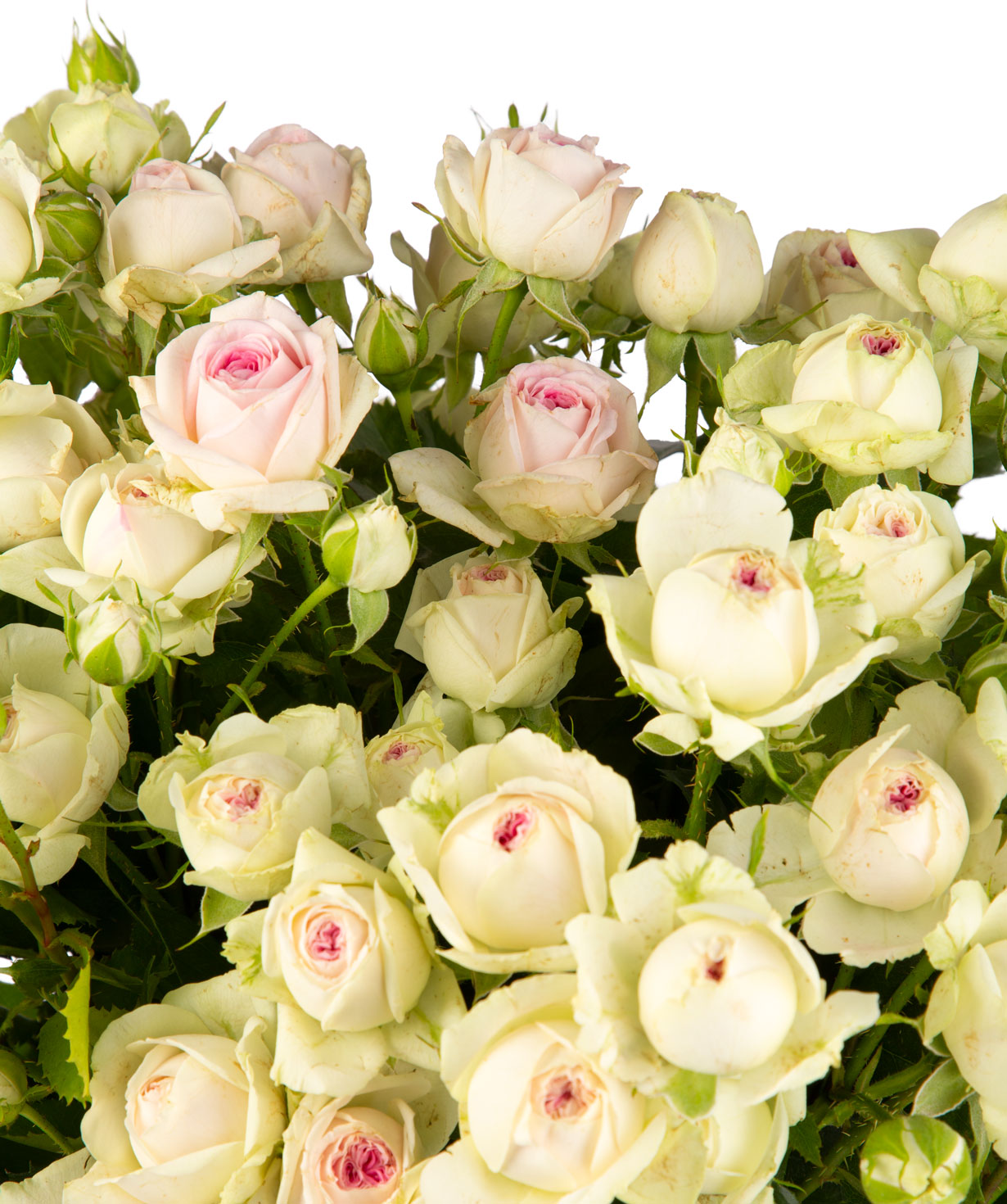Composition `Prada` with bush roses