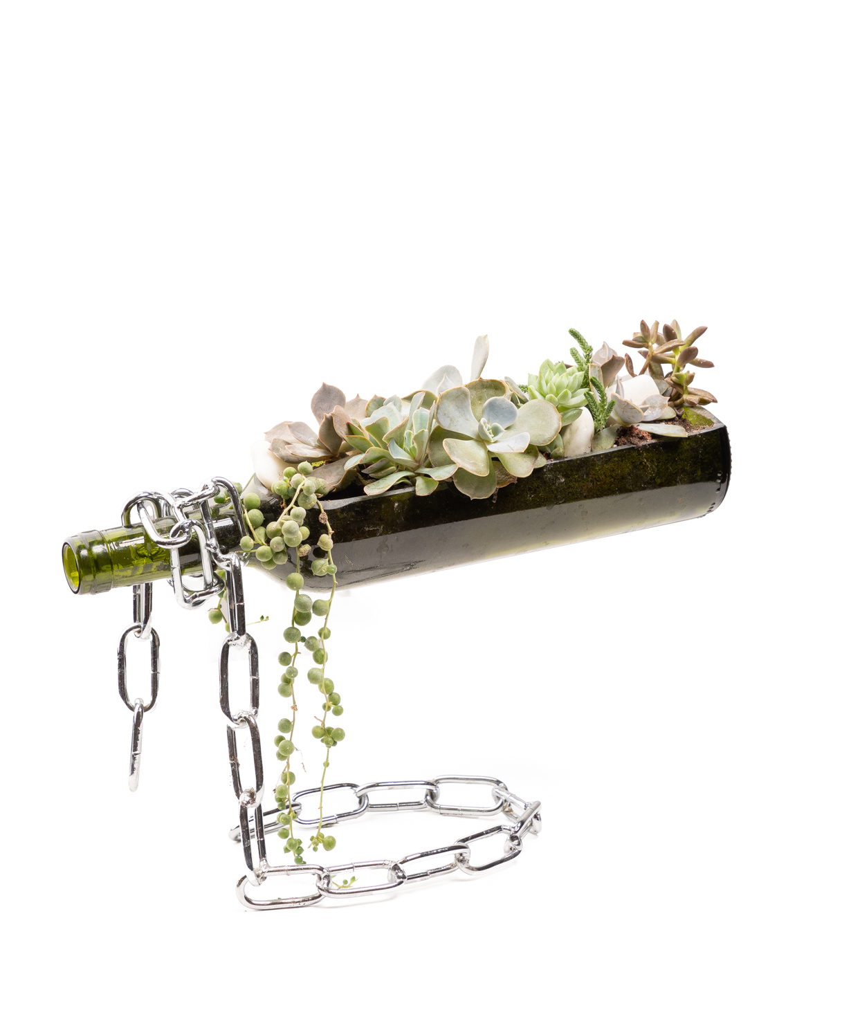 Բույս «Eco Garden» Գինի սուկուլենտներ №71