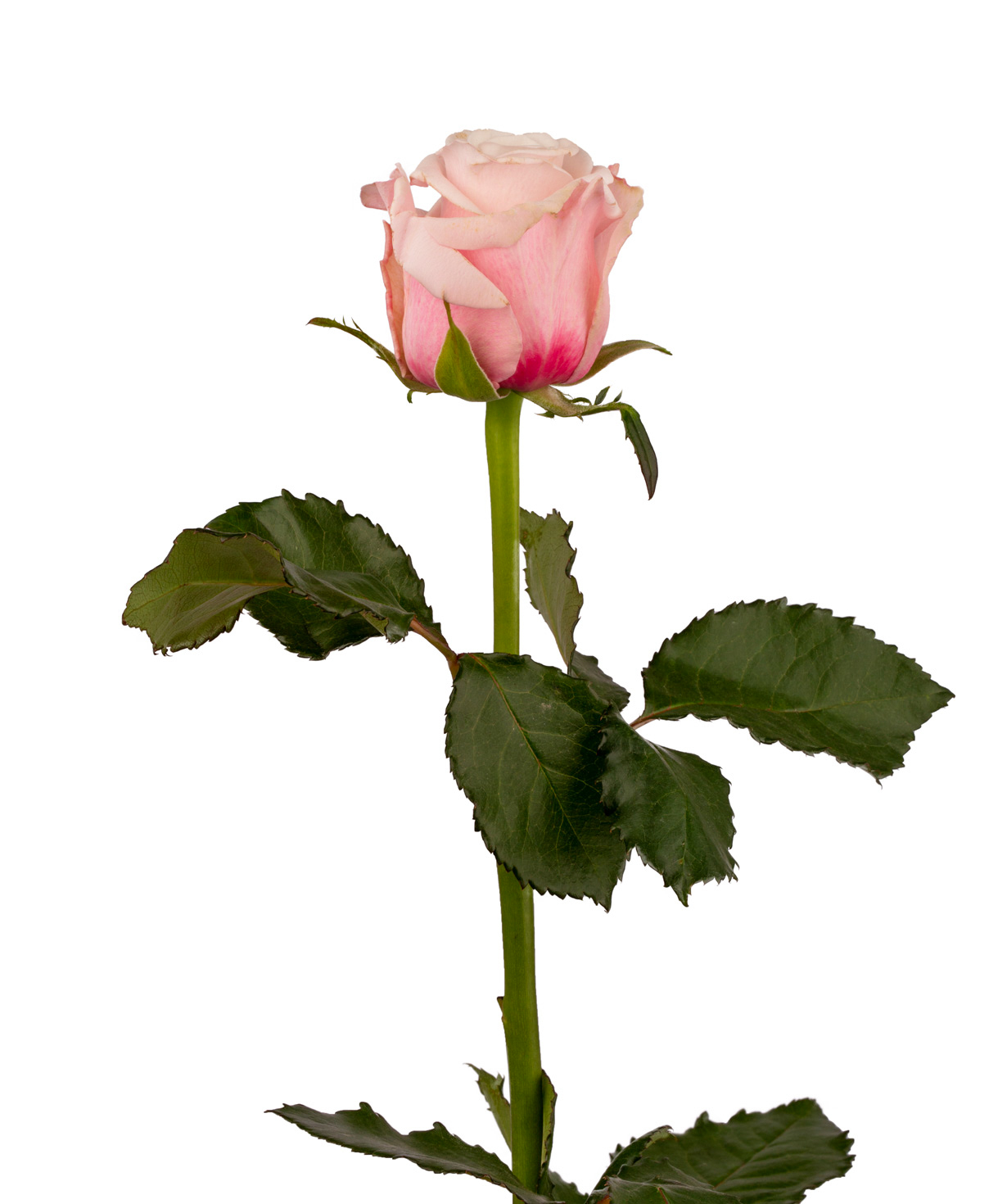 Rose `Lady Raphaela` pink