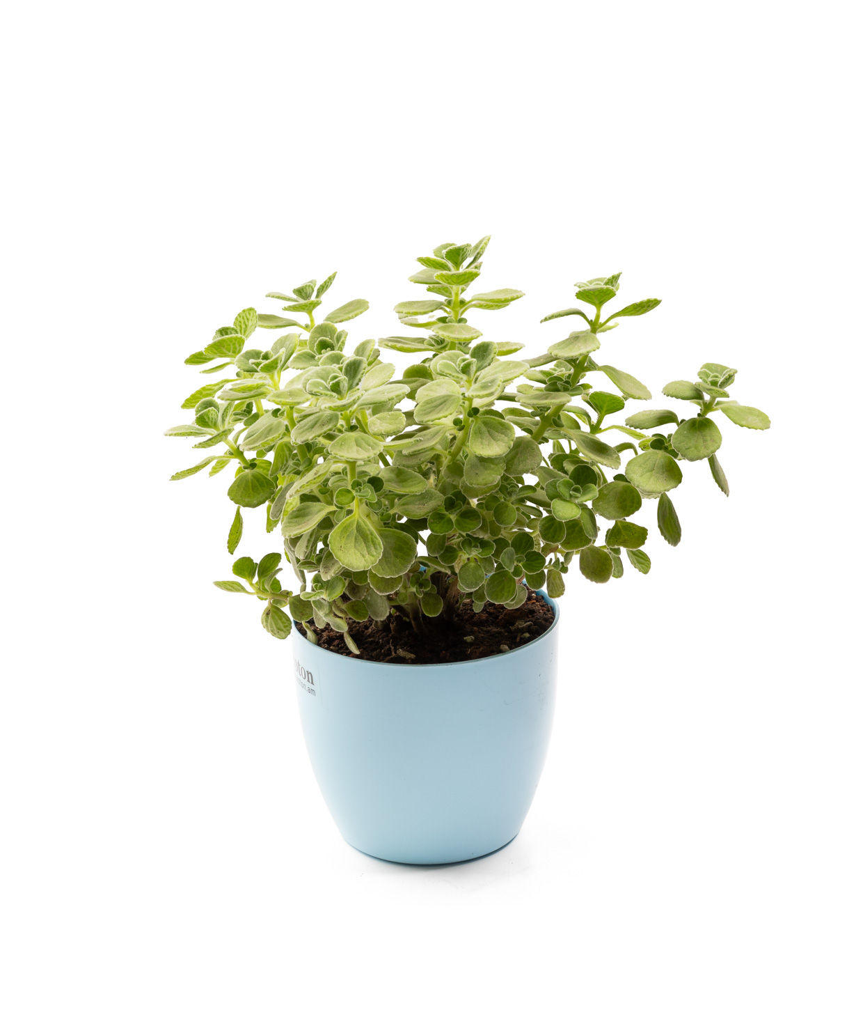 Растение «Eco Garden» Плектрантус №61