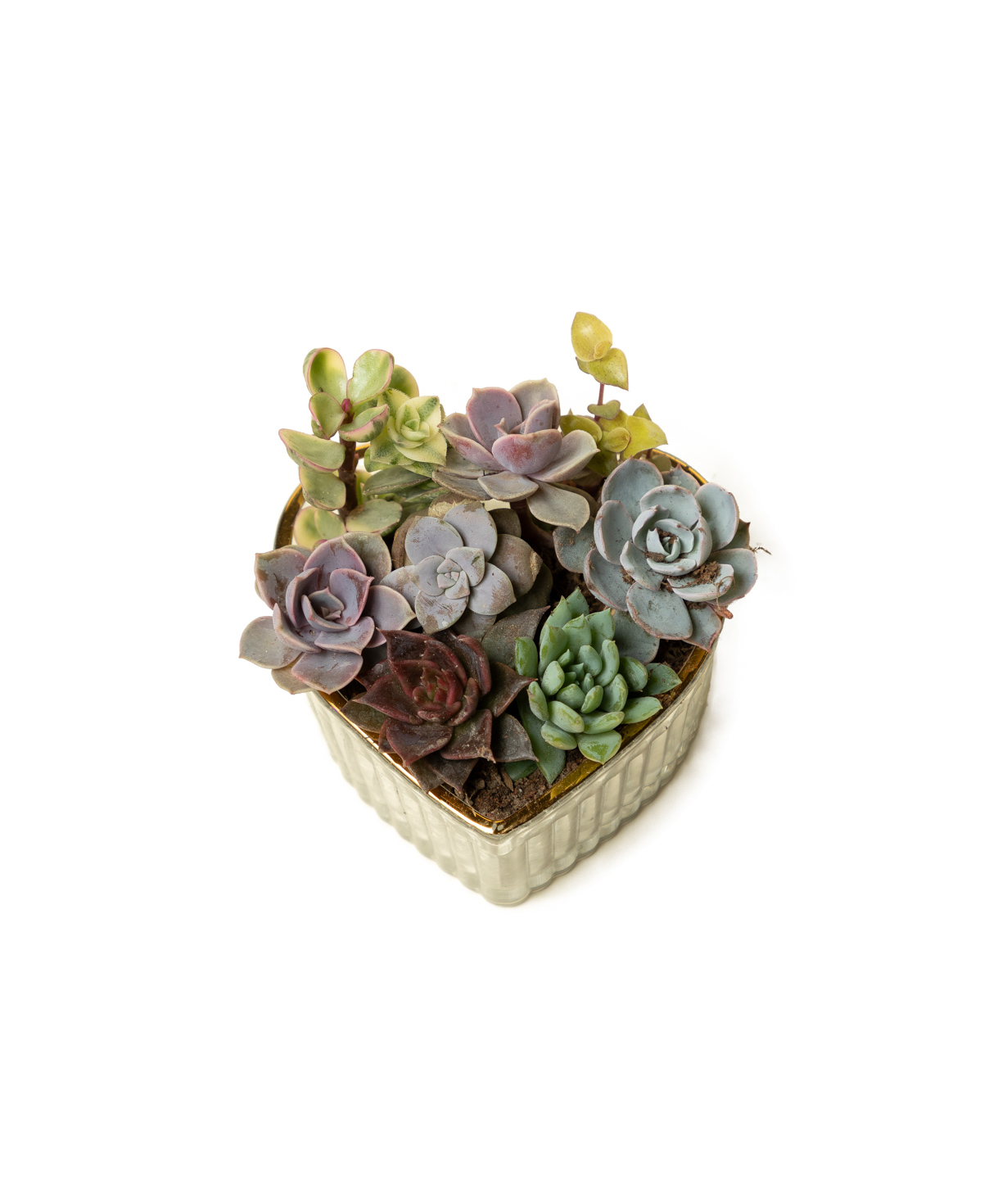 Plant «Eco Garden» Succulent №84