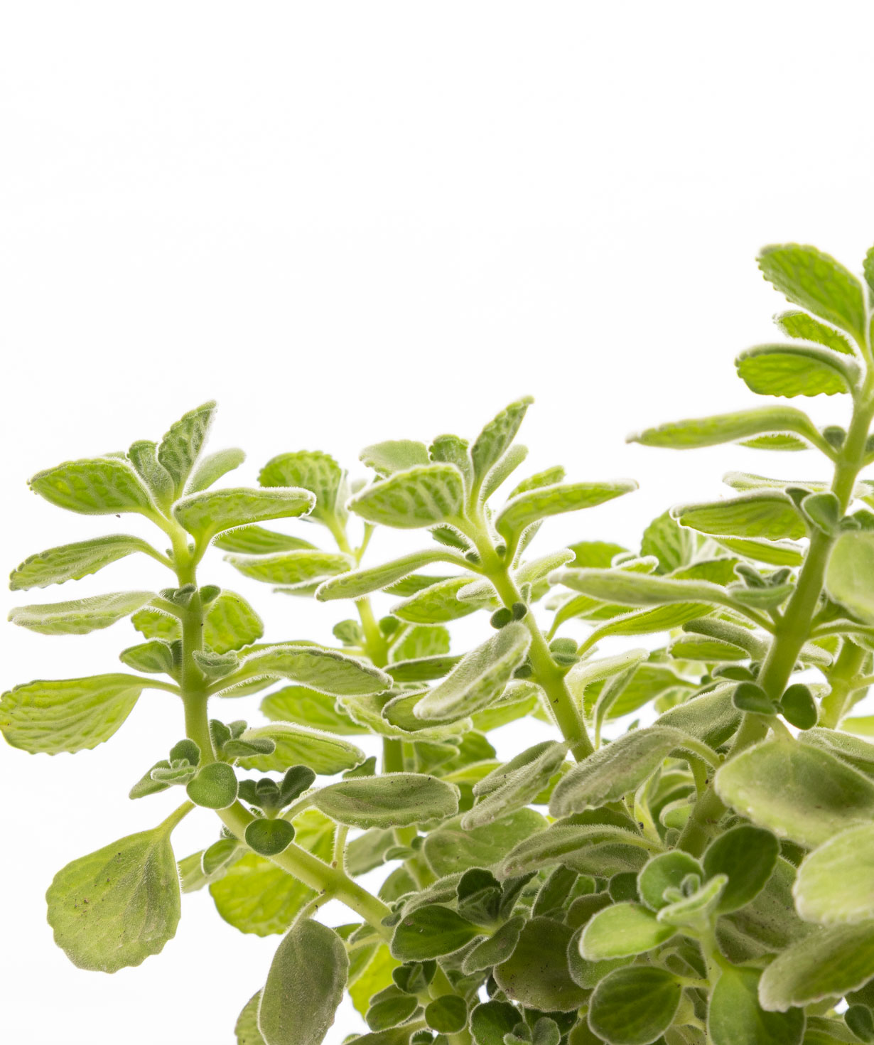 Растение «Eco Garden» Плектрантус №61