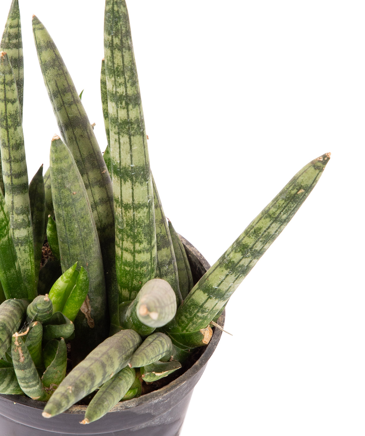 Plant «Orchid Gallery» Sansevieria №1