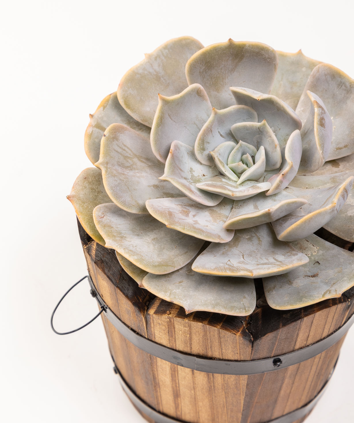Plant «Eco Garden» Echeveria lilacina №66