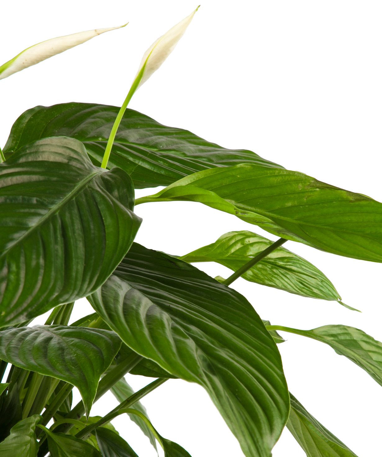 Plant `Orchid Gallery` Spathiphyllum №3