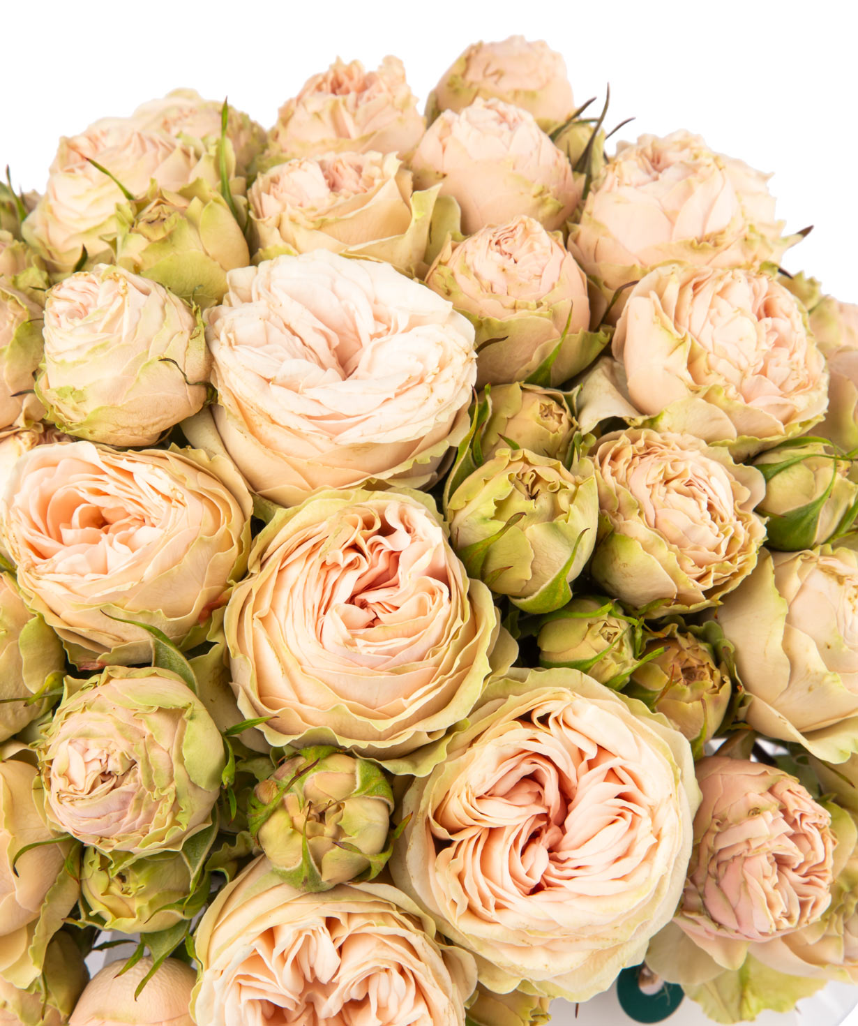 Композиция `Аурора` с букетными пионовидными розами