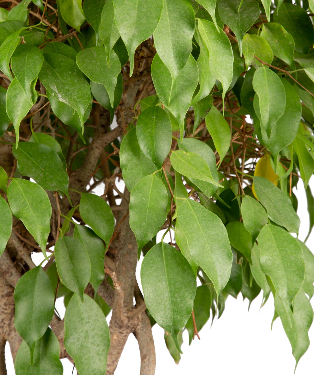 Plant `Grig Garden` Ficus