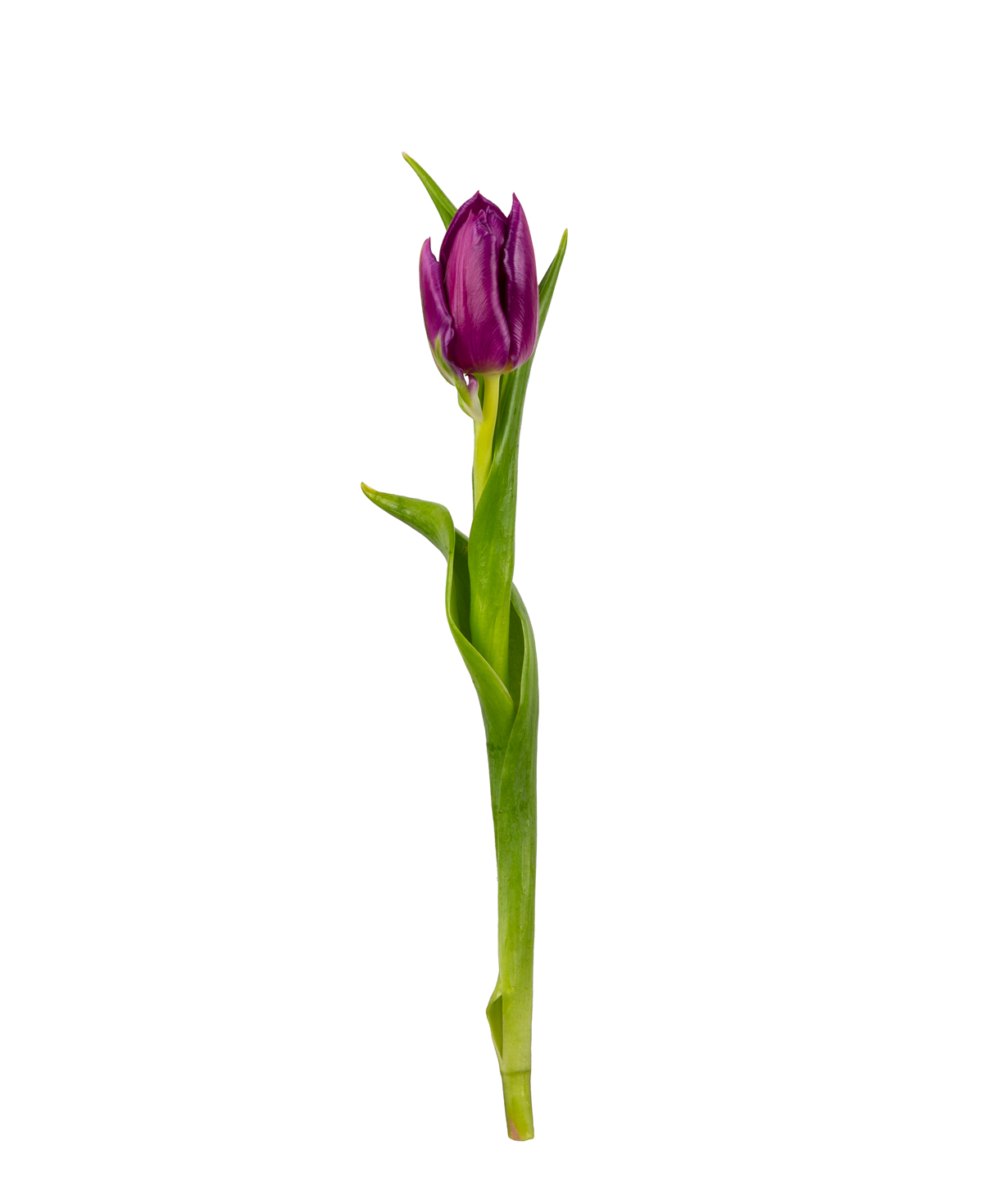 Тюльпан «Mon Amie» фиолетовый, 1 шт