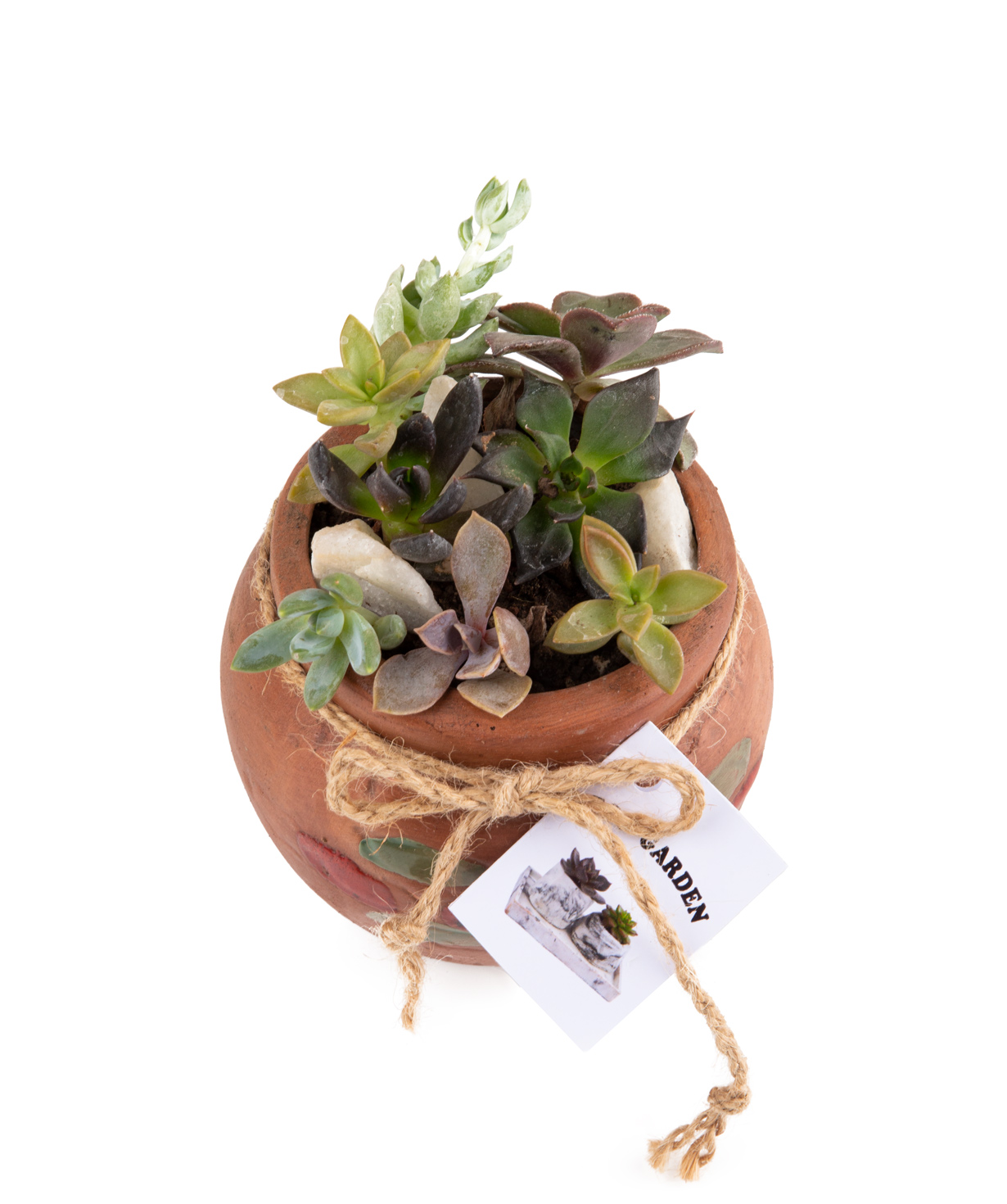 Plant ''Eco Garden'' Succulent and Cactus №30
