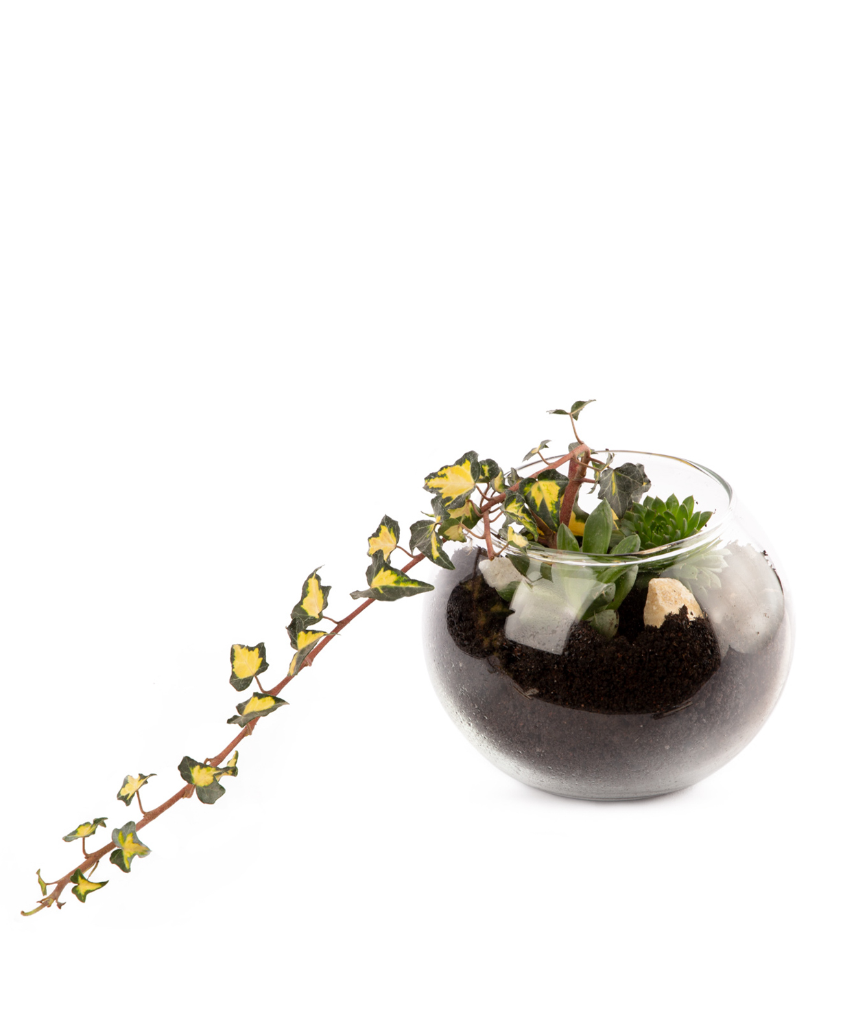 Florarium `Altoona` with succulents