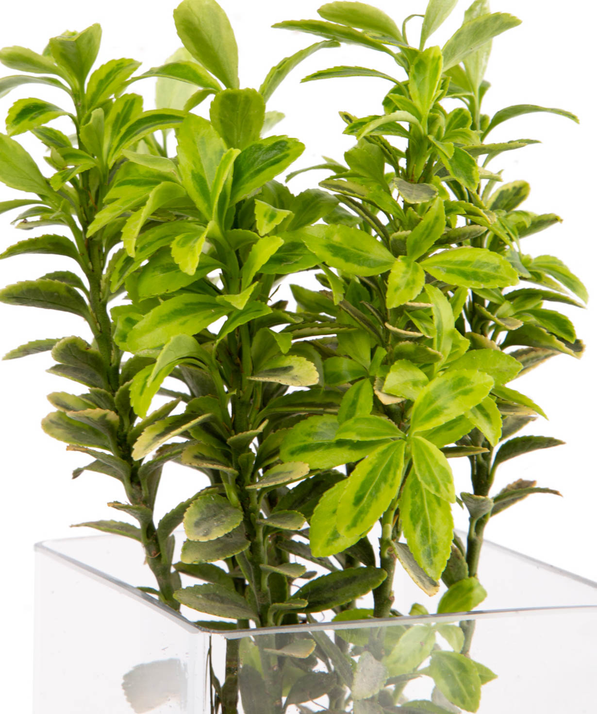 Plant `Eco Garden` Succulent №5