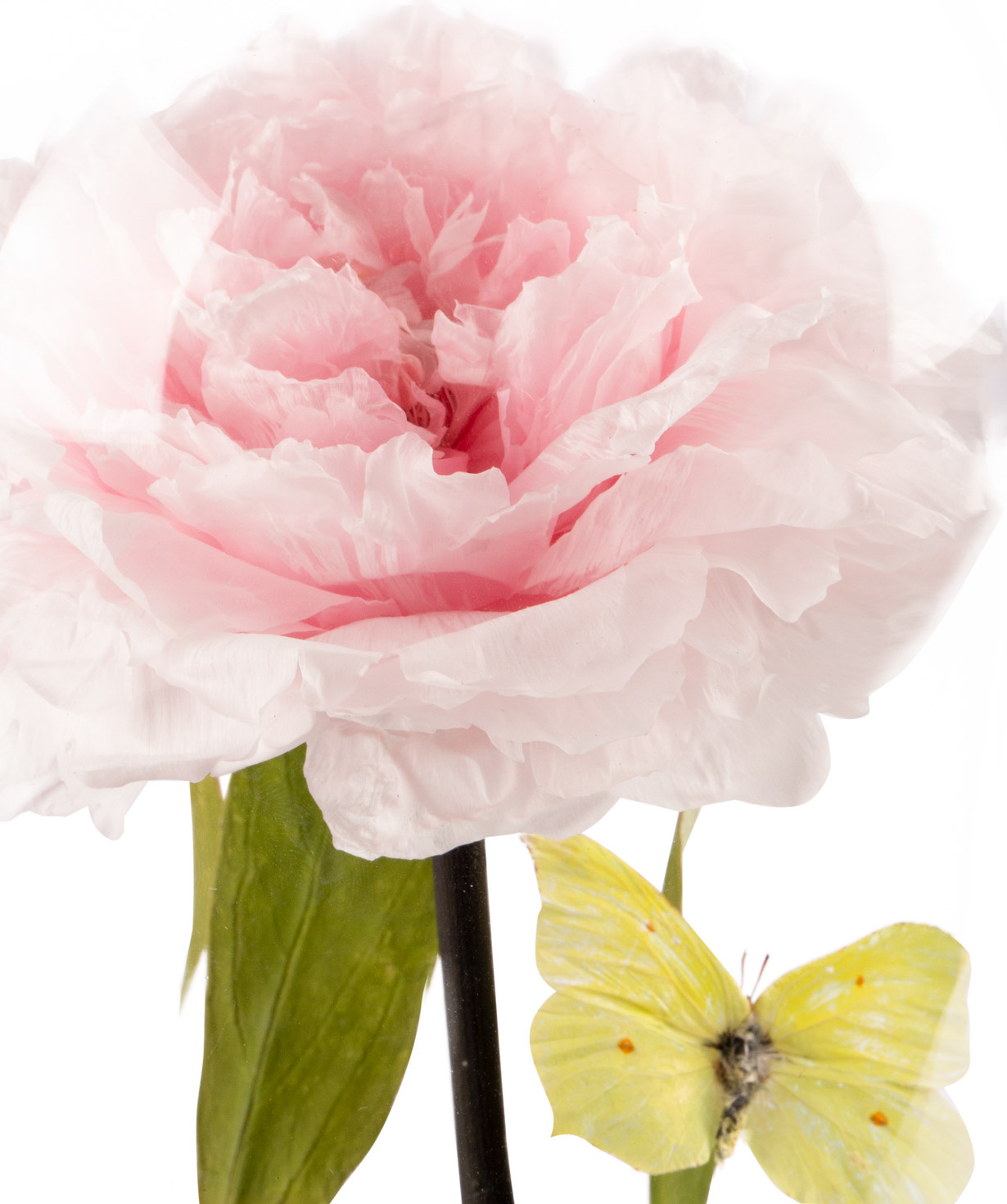 Пион `EM Flowers` вечная 27 см розовый