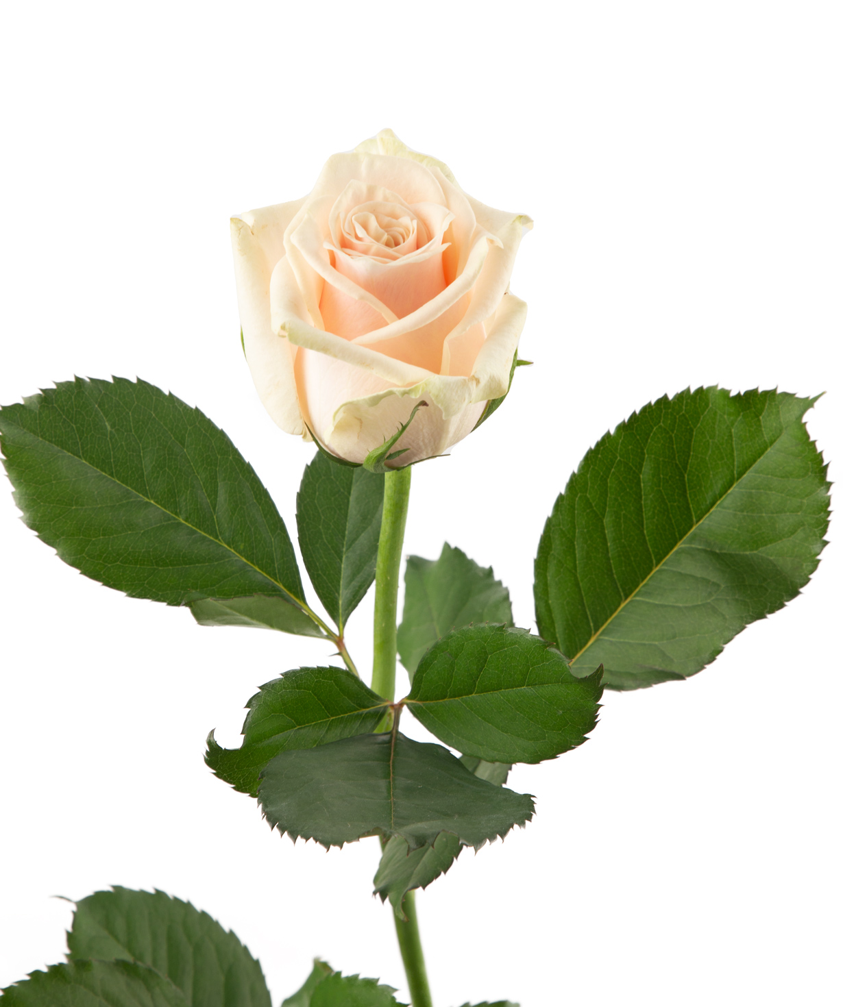 Rose «Talea» 1 pc, 80 cm