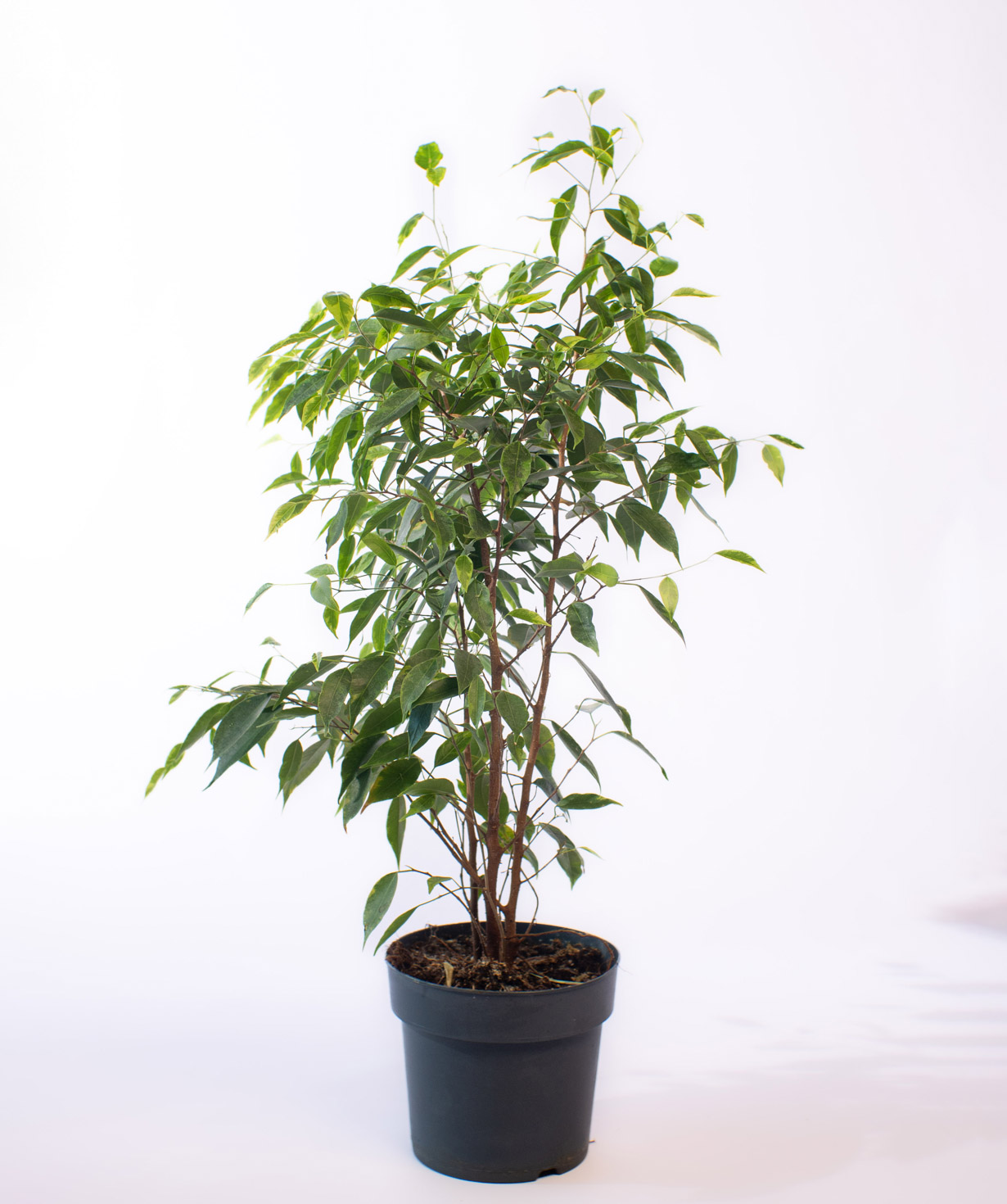 Բույս «O2 Gardens» Ficus Anastasia