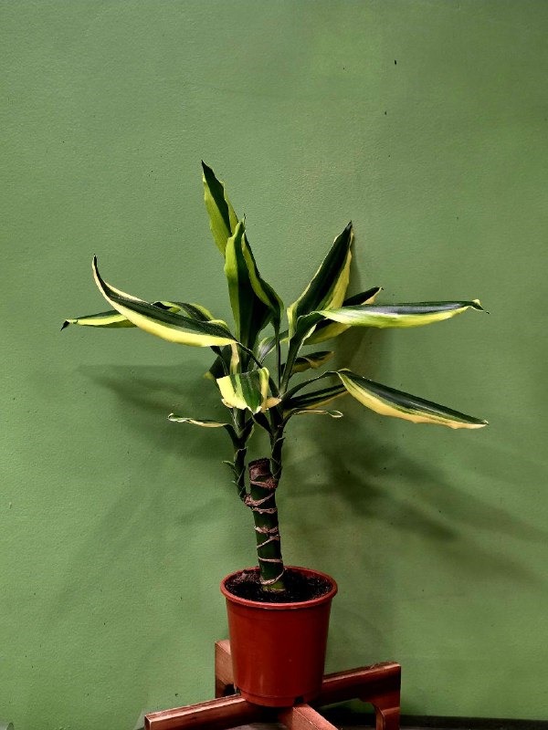 Растение «Greenarium»  Dracena №36
