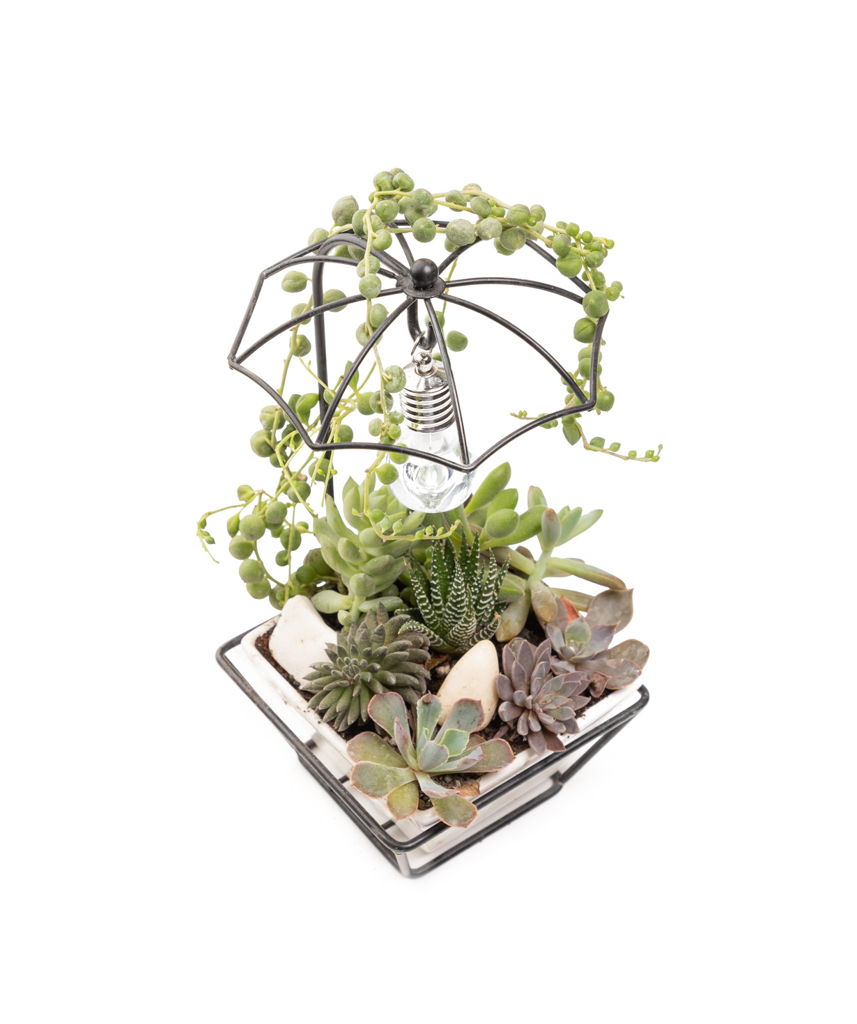 Растение «Eco Garden» Лампа №70