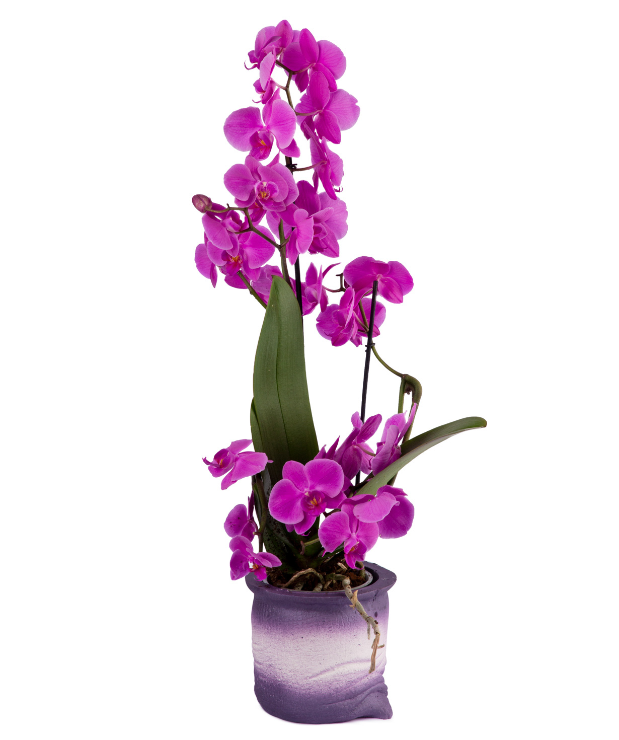 Растение `Orchid Gallery` Орхидея №7