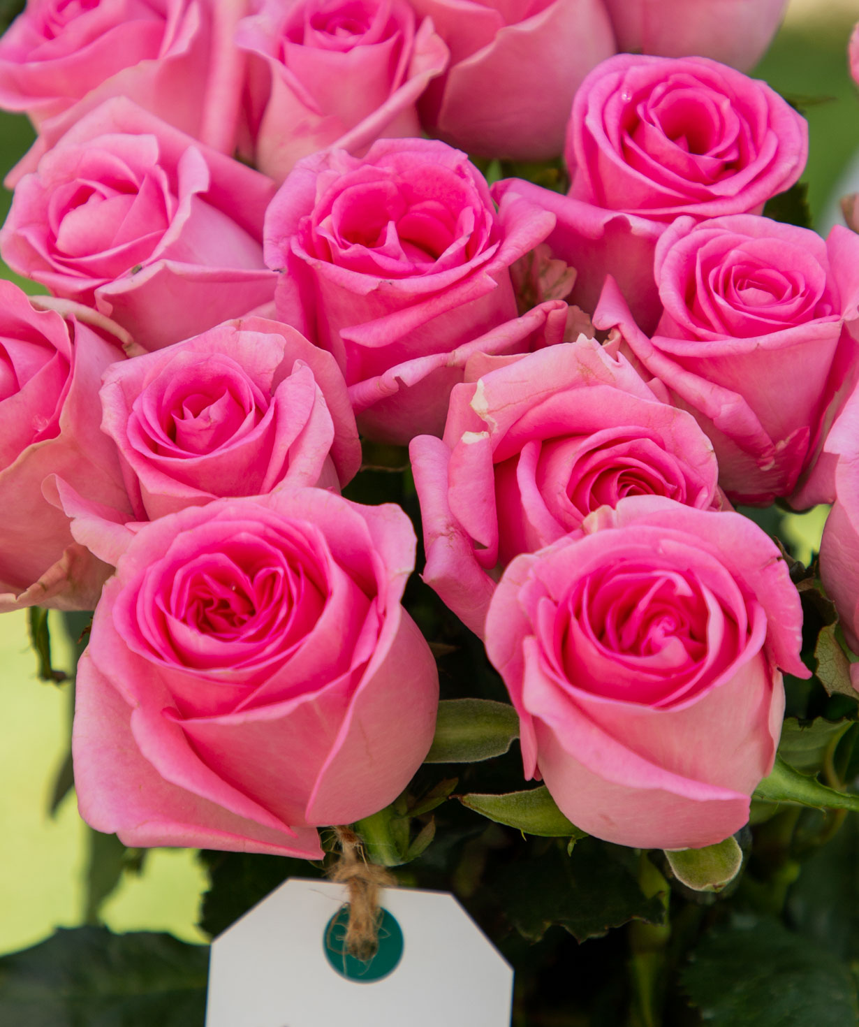 Roses `Revival` pink 15 pcs, 80 cm
