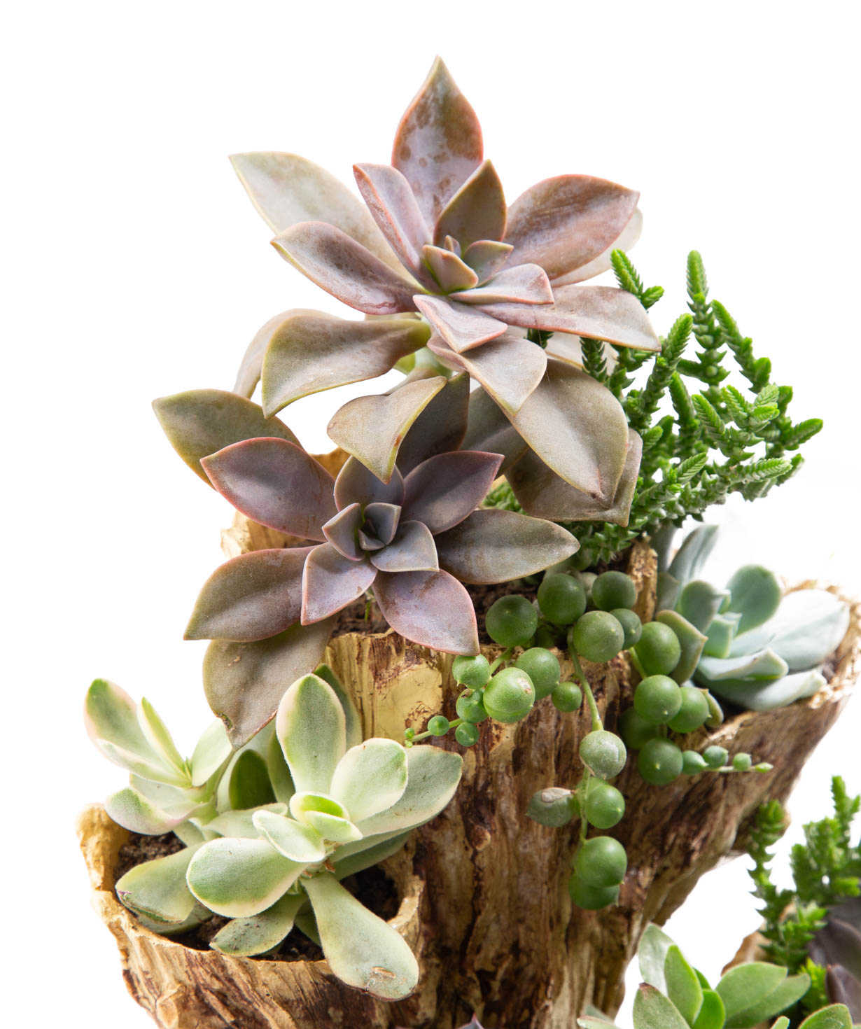 Растение «Eco Garden» Сукулент №51