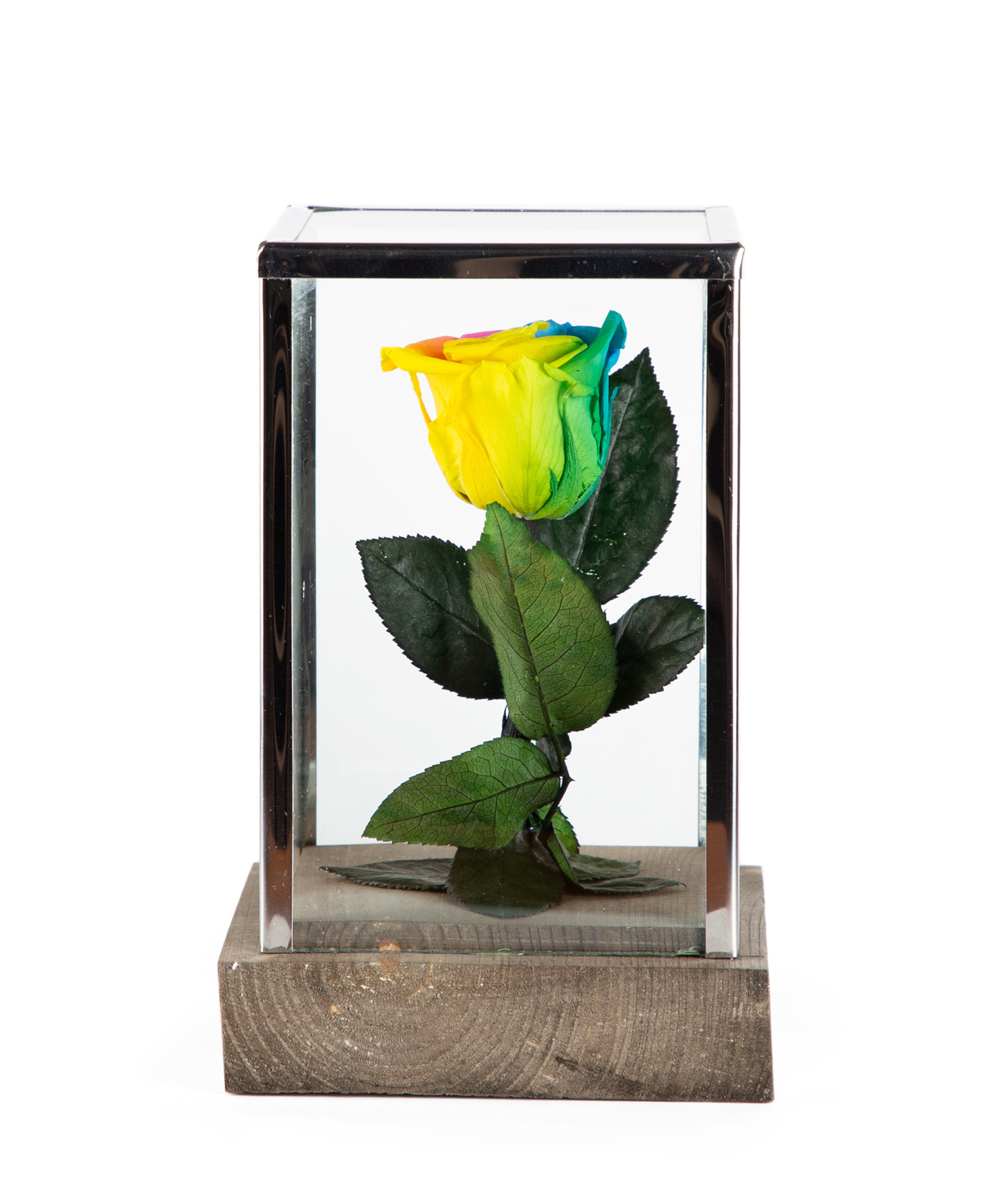 Роза `EM Flowers` вечная радуга 18 см