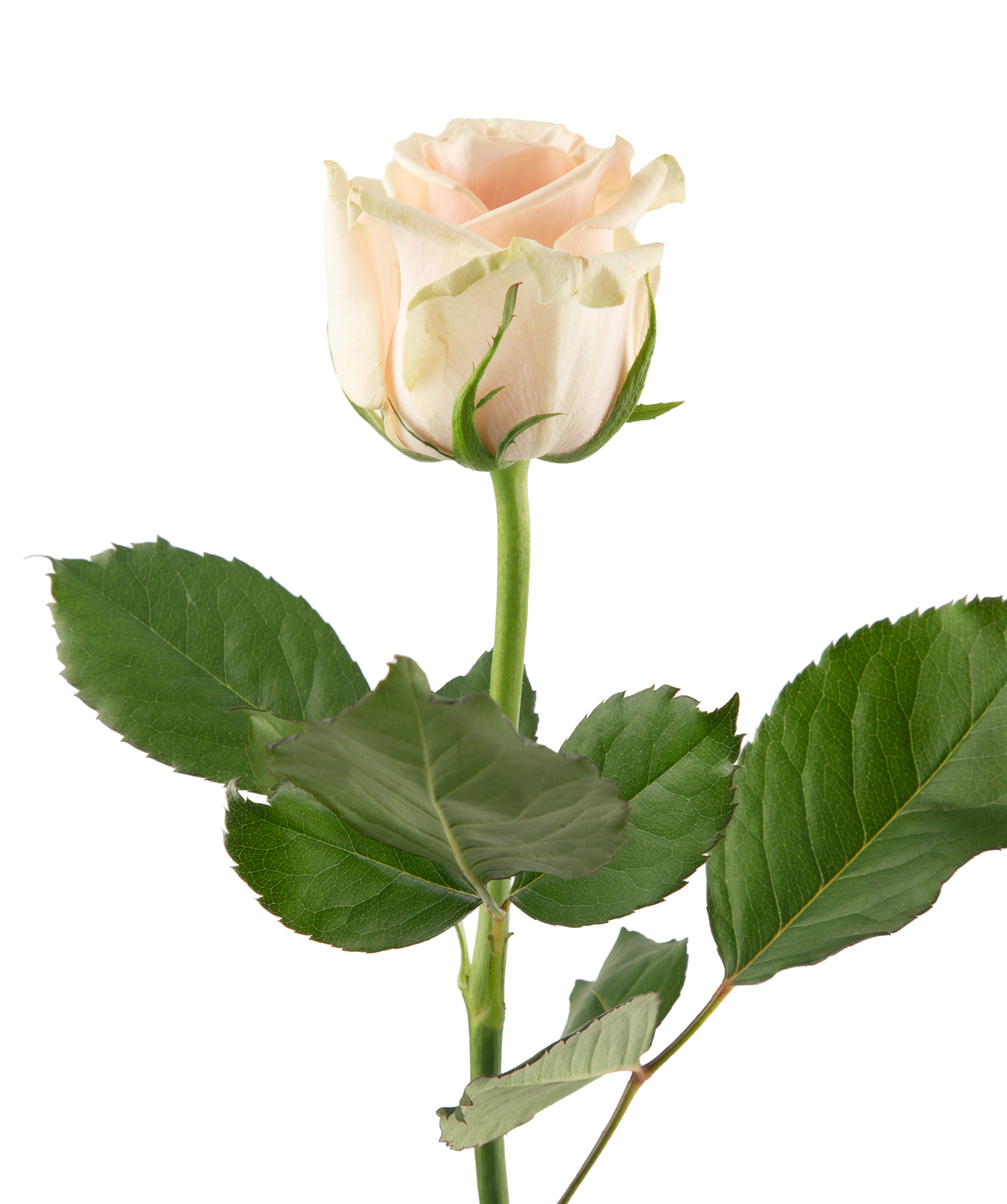 Роза «Talea» 1 шт, 80 см