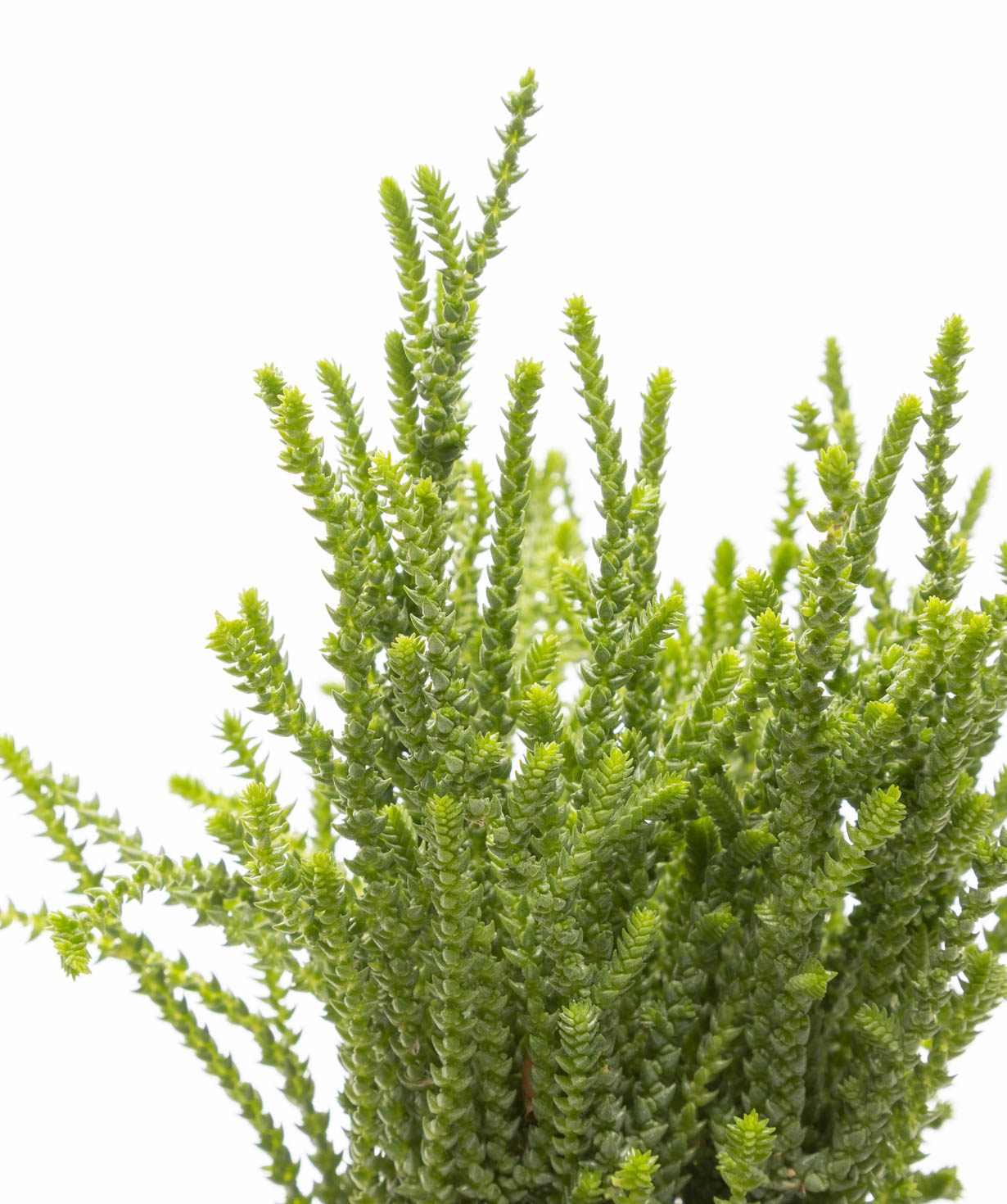 Plant «Eco Garden» Crassula №67