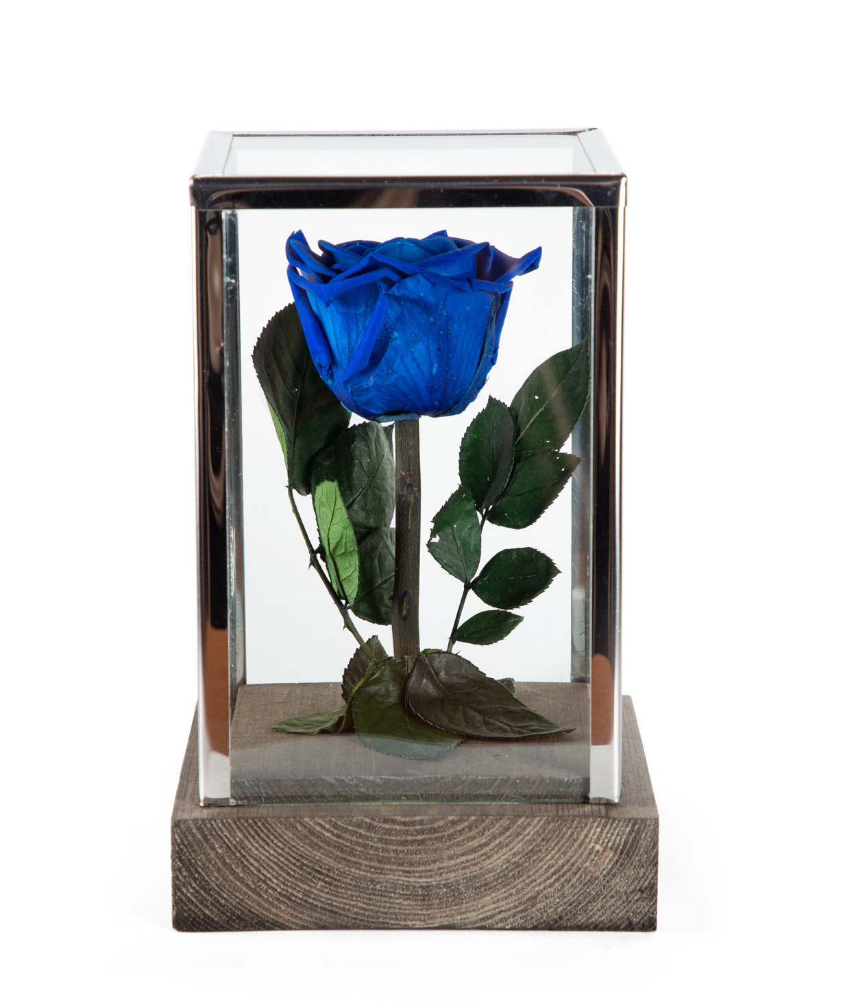 Роза `EM Flowers` вечная голубая 18 см