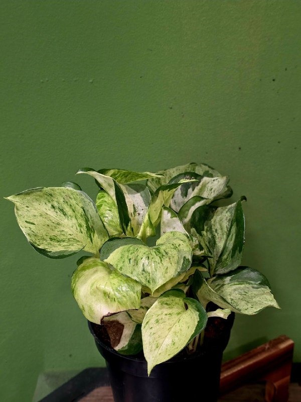 Растение «Greenarium» Scindapsus happy leaf №45