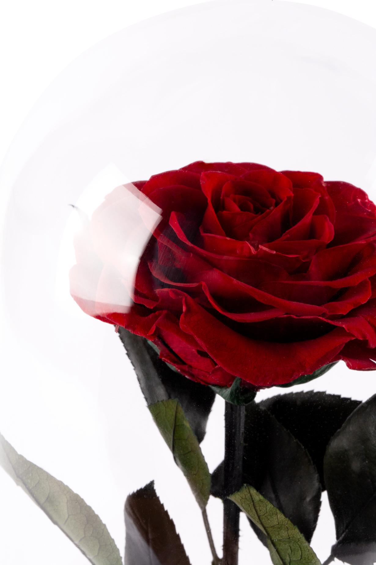 Роза `EM Flowers` вечная 27 см