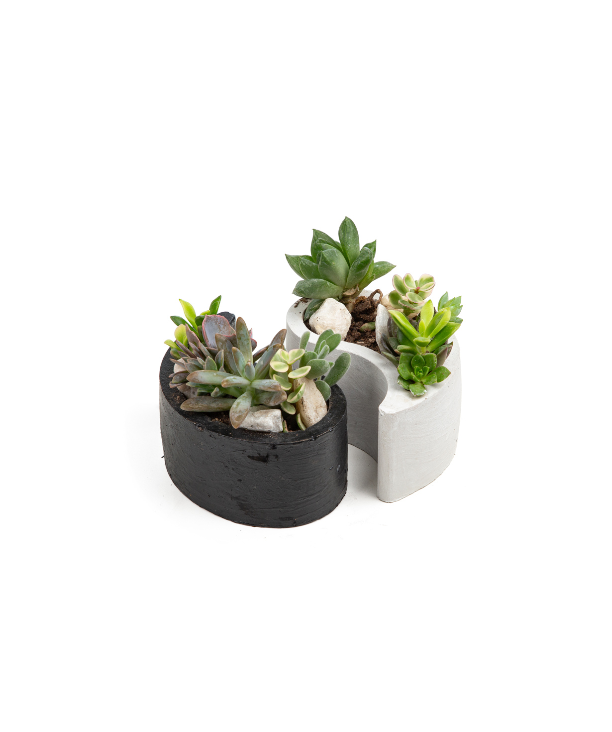 Plant «Eco Garden» Succulent №42