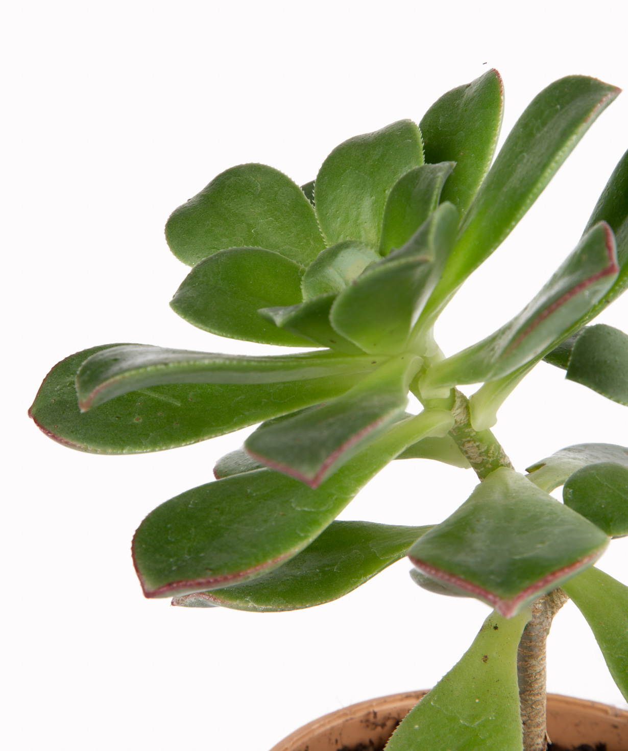 Plant `Eco Garden` Begonia №1