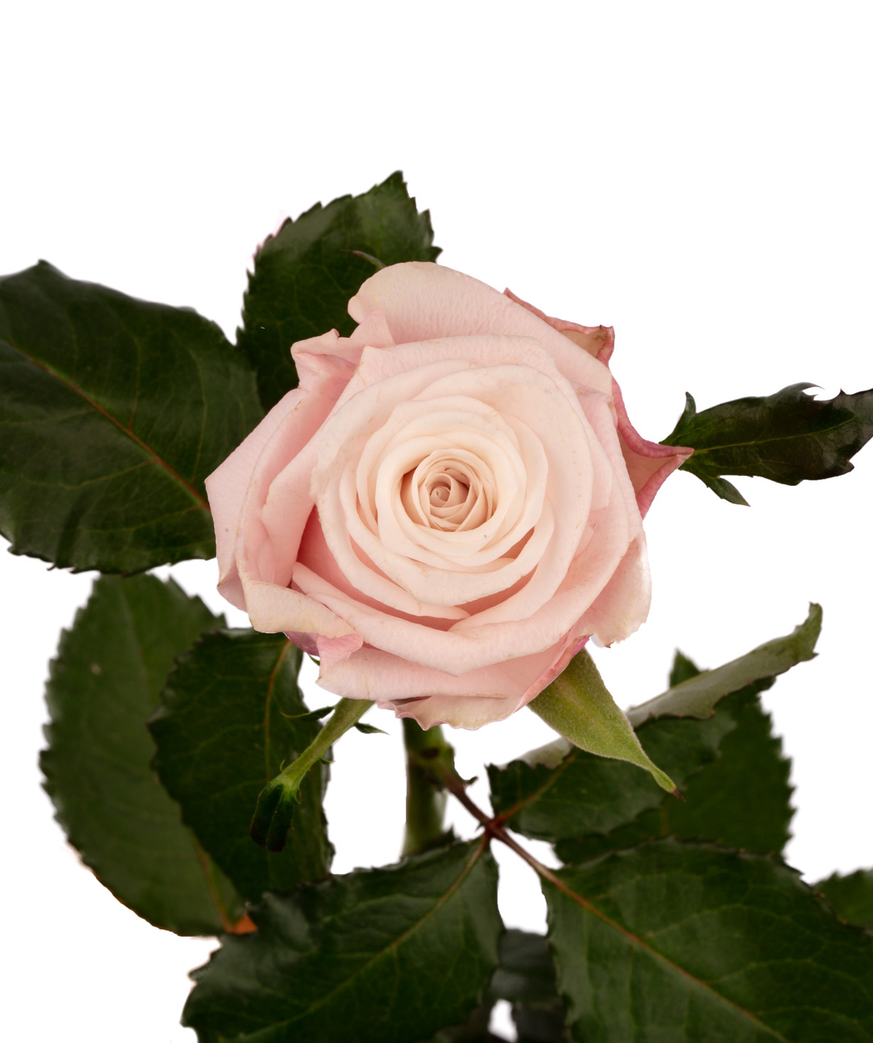 Роза `Lady Raphaela` розовая