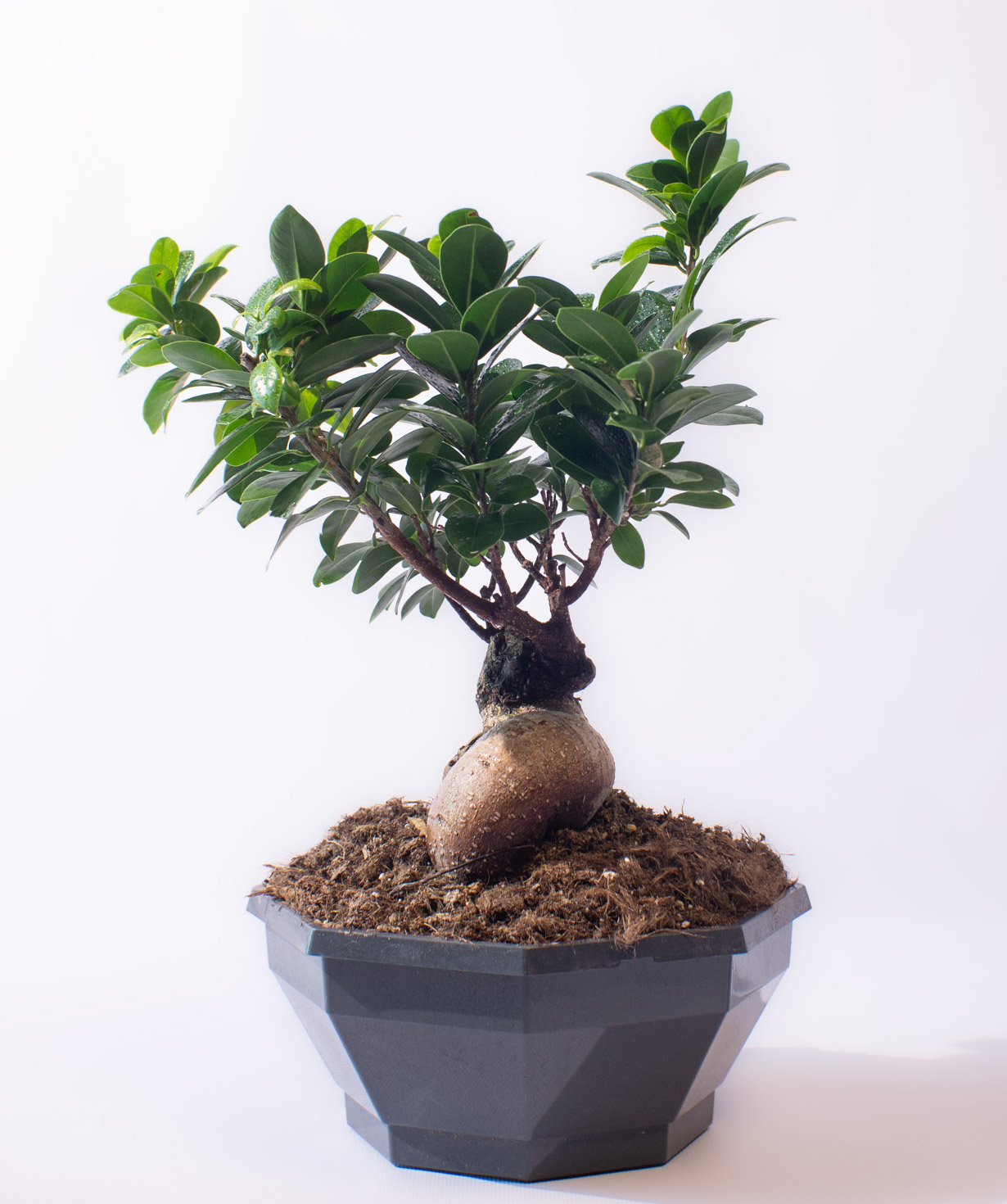 Plant «O2 Gardens» Ficus Bonsai