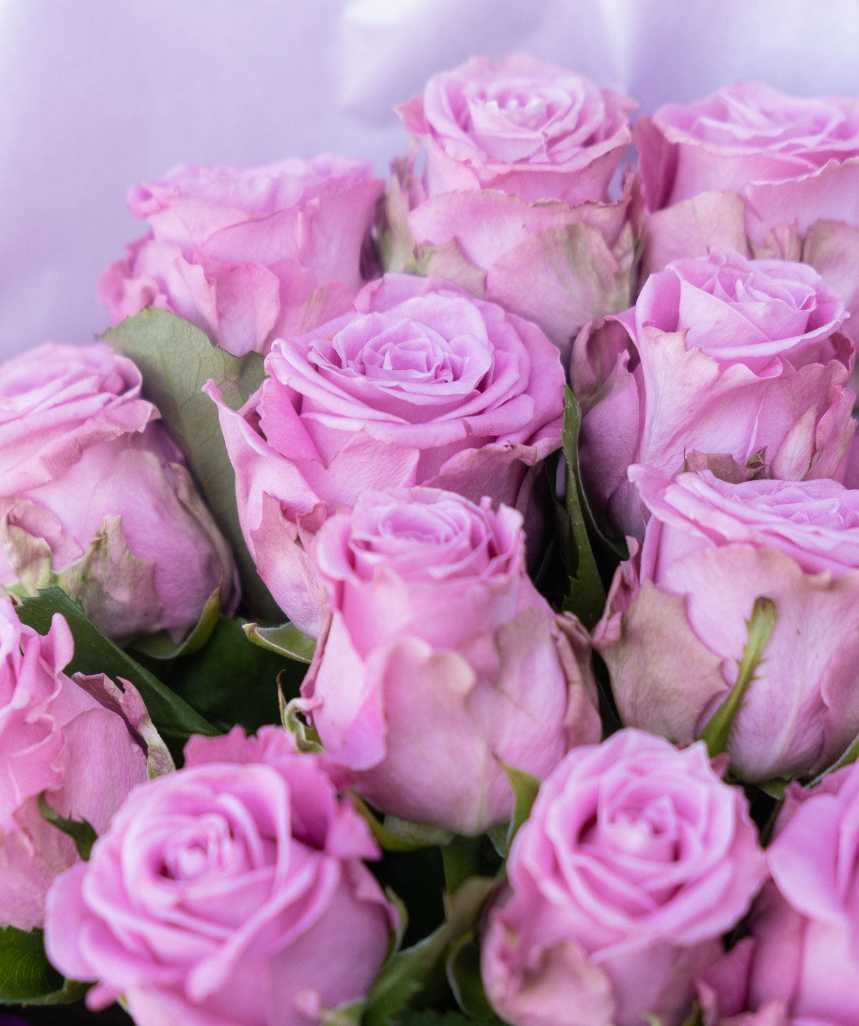 Ծաղկեփունջ «Ակվալանիա» վարդերով վարդագույն
