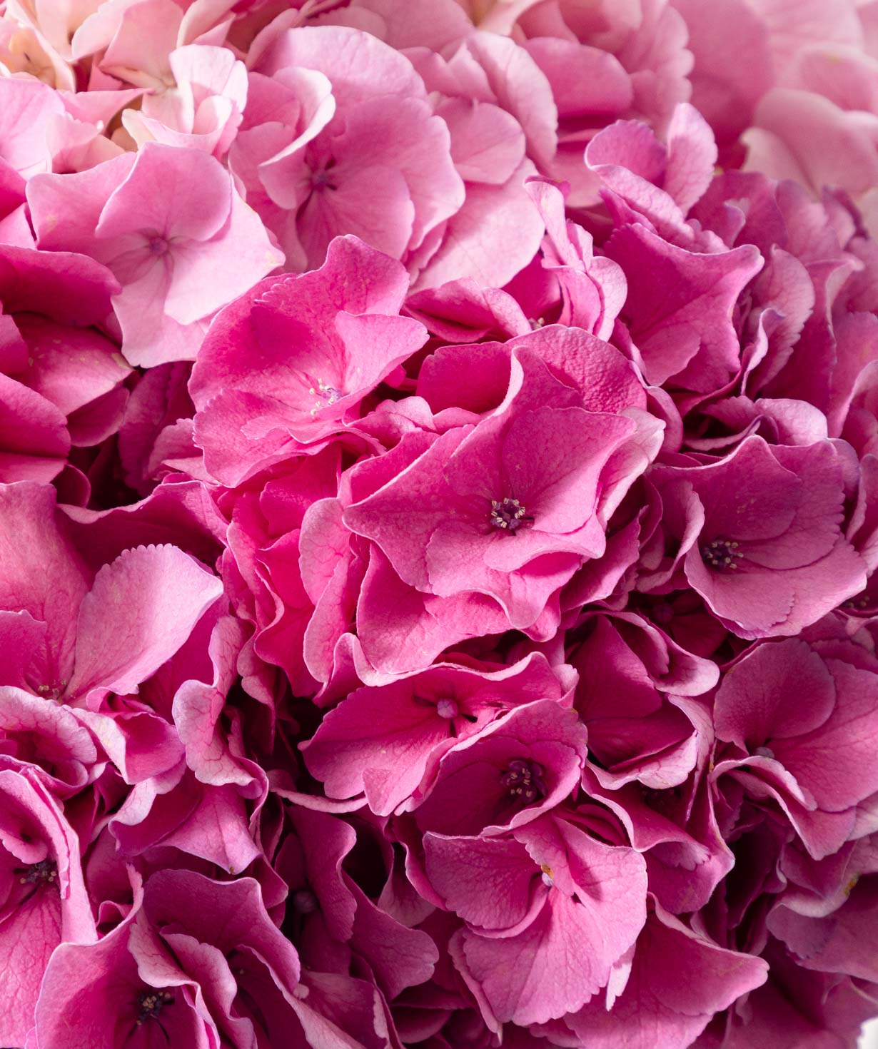 Bouquet “Pink Cloud”