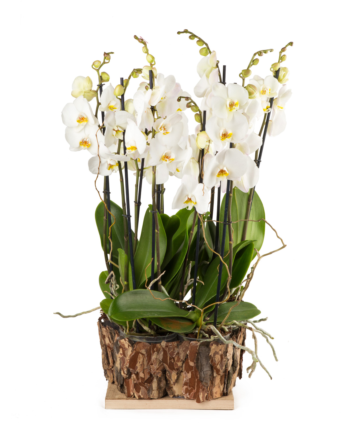 Композиция `Orchid Gallery` с орхидеями №2