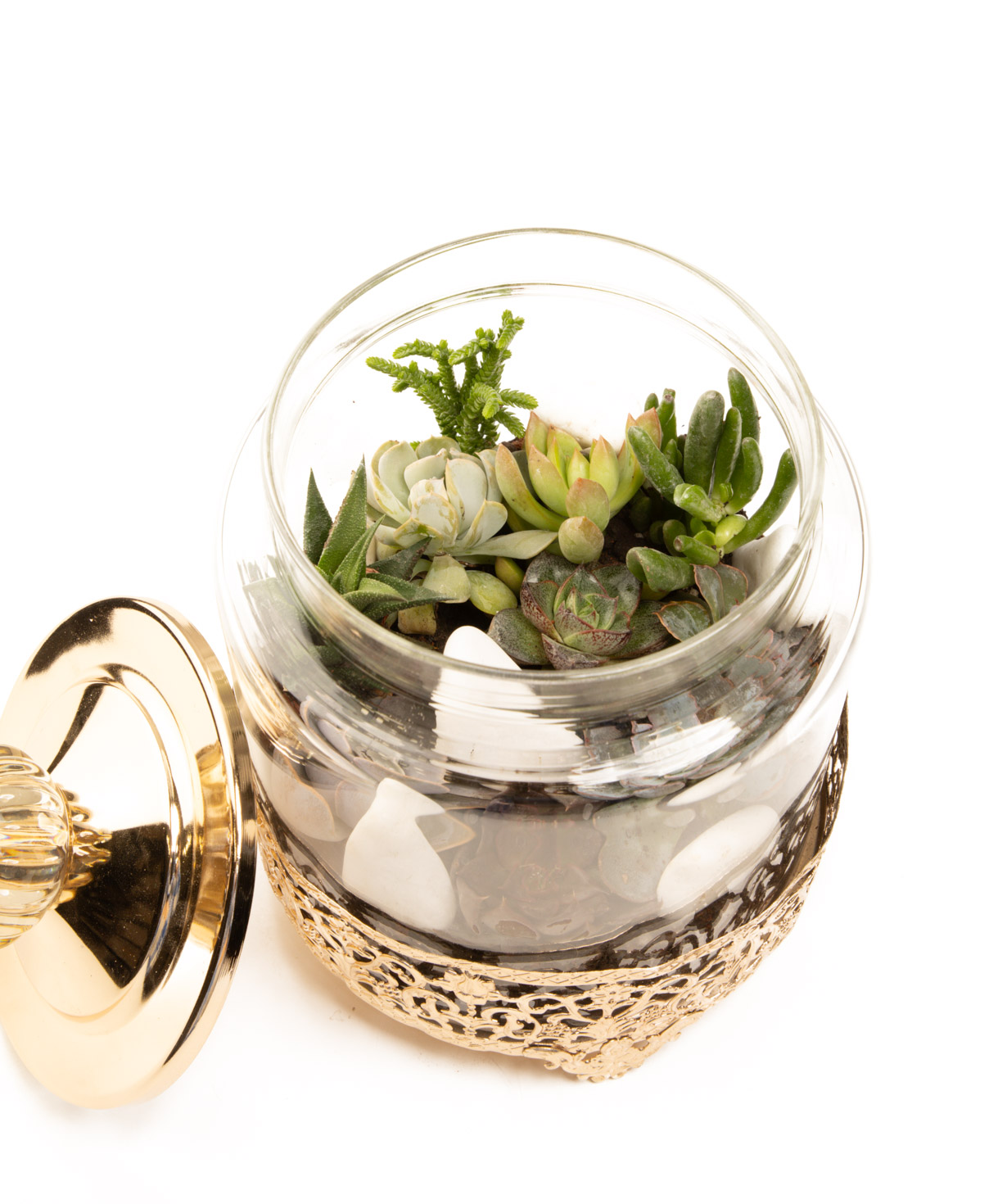 Растение «Eco Garden» Кубок №73