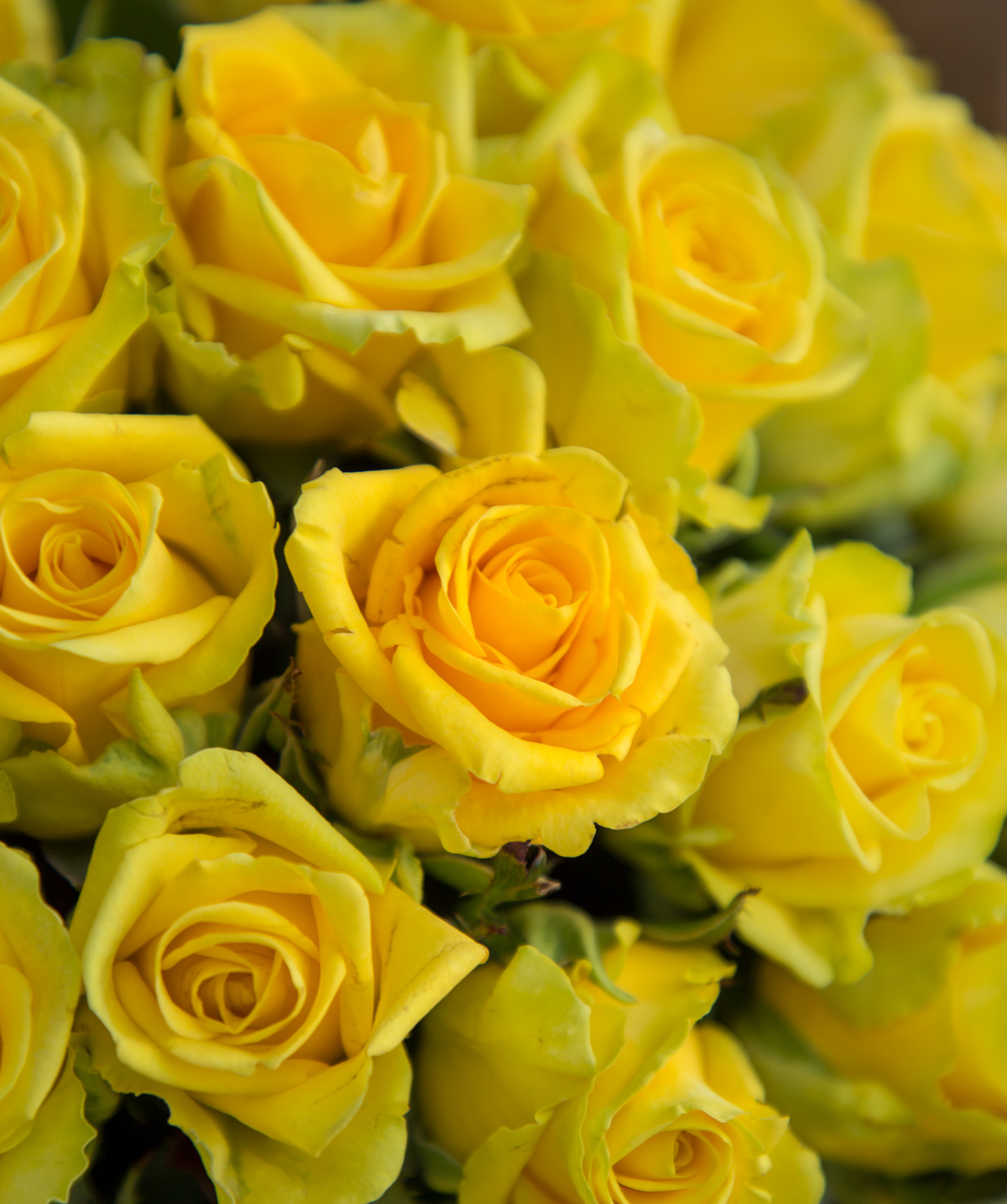 Gyumri roses «Penny Lane» yellow 31 pcs, 50 cm
